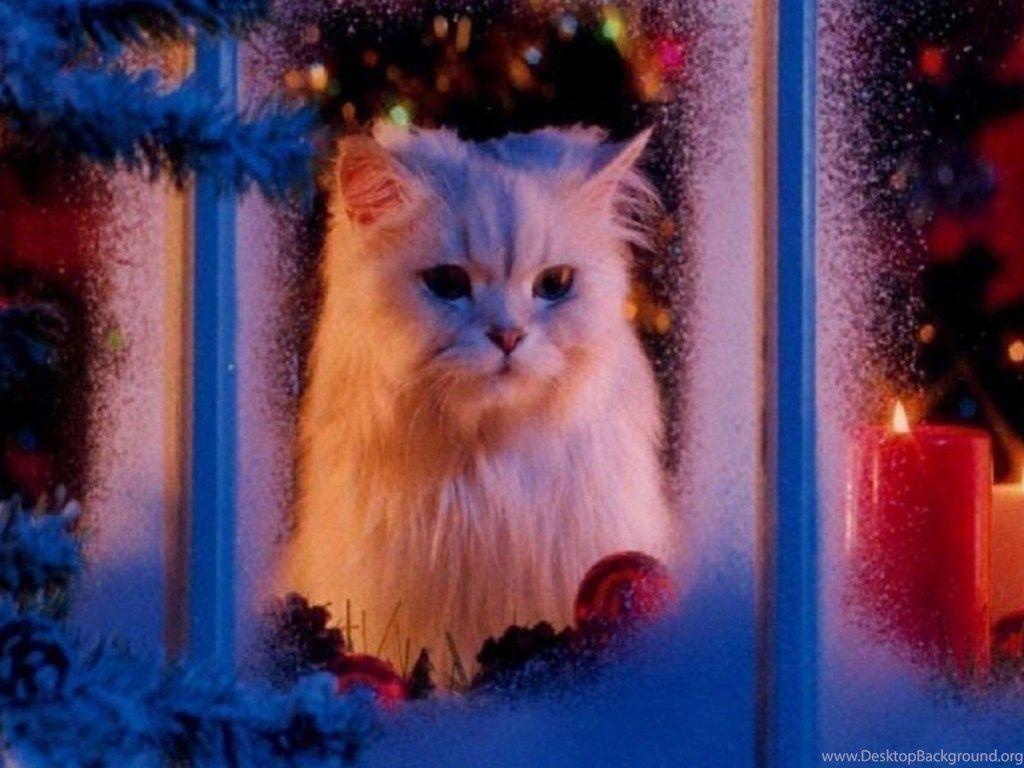 1024x768 Christmas Kitty Christmas Wallpaper Fanpop Desktop Background