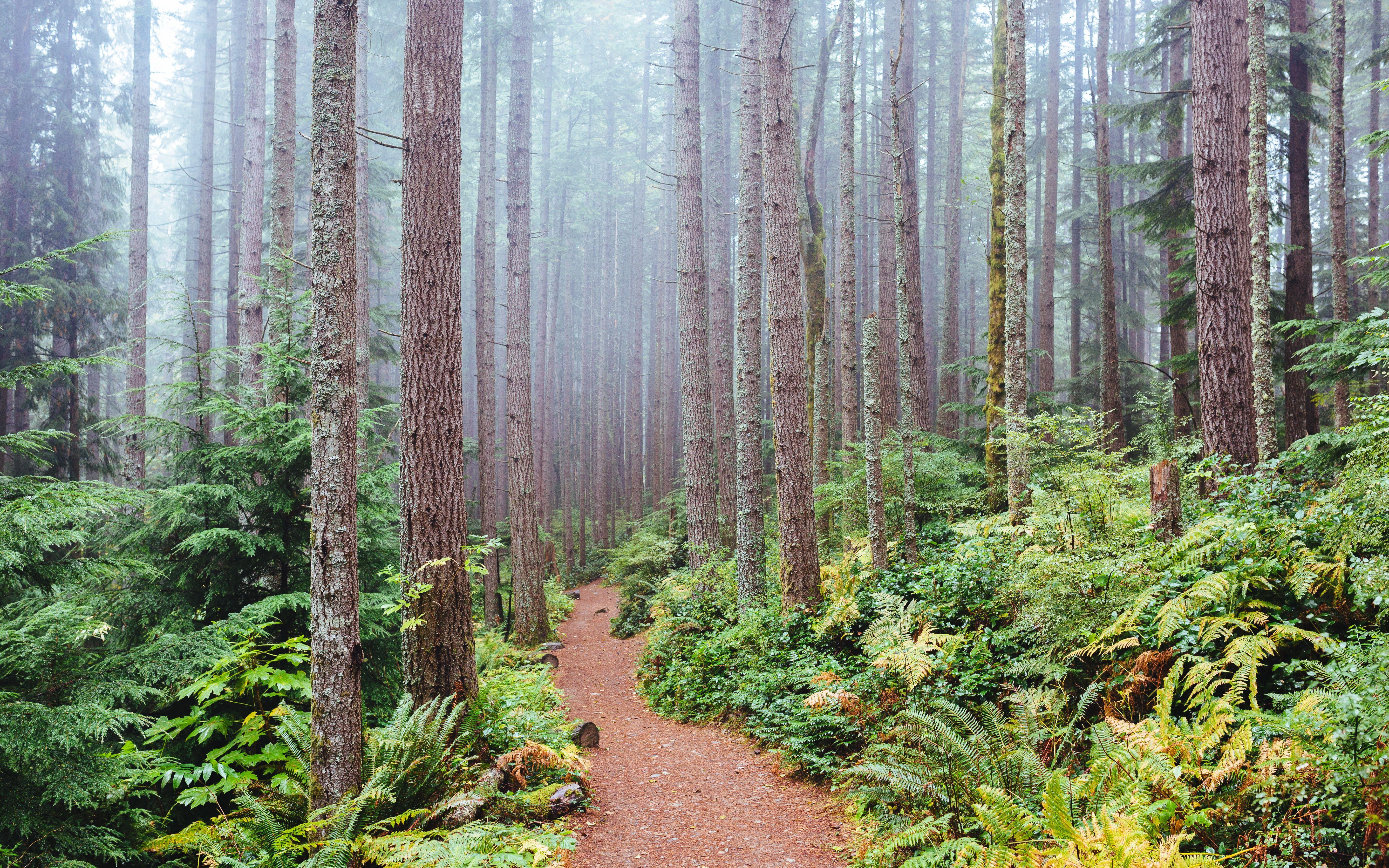 5760x3600 image Washington USA Issaquah path Nature Forests Trunk 5760x3600