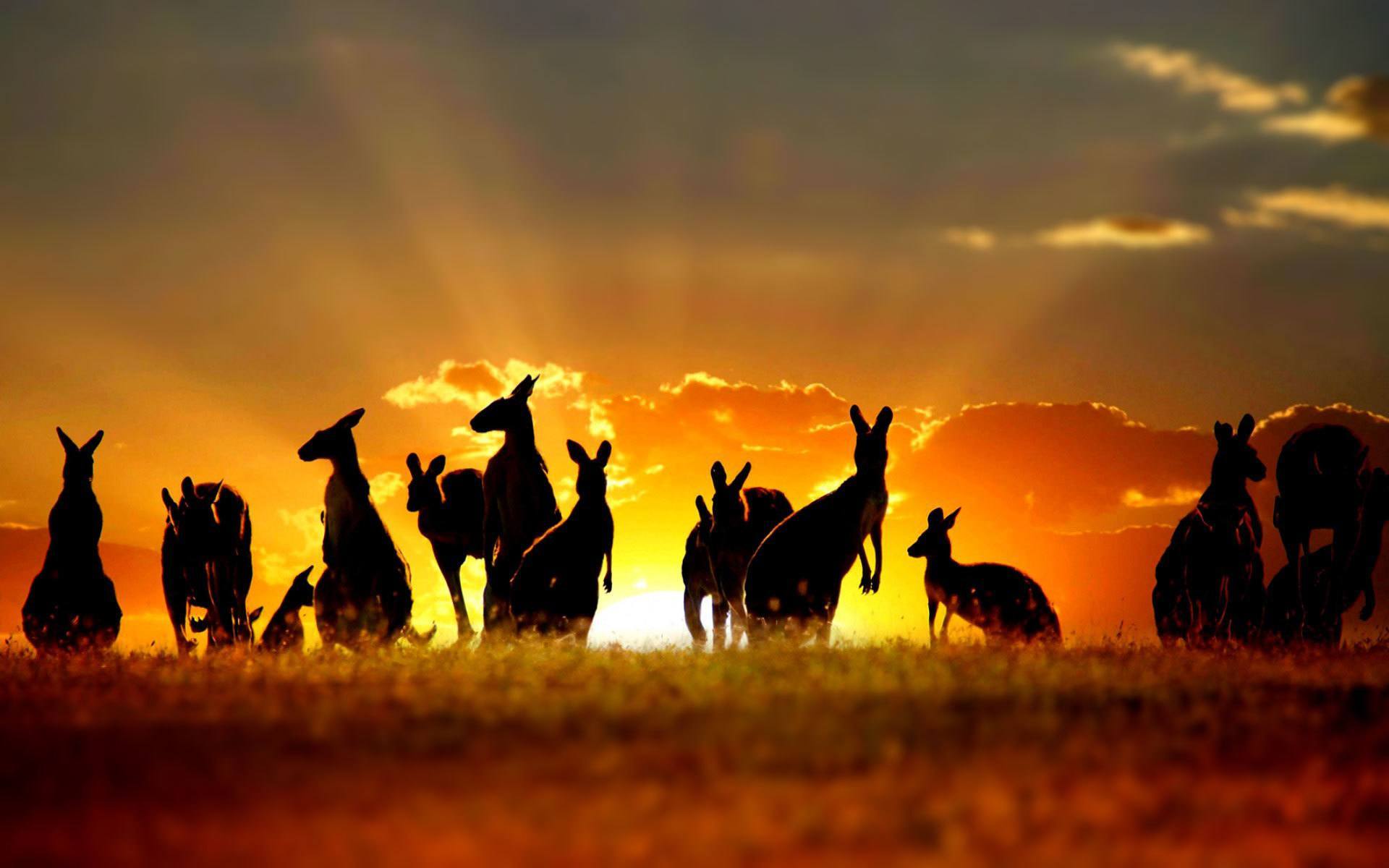 1920x1200 Work in Australia. What you need to know