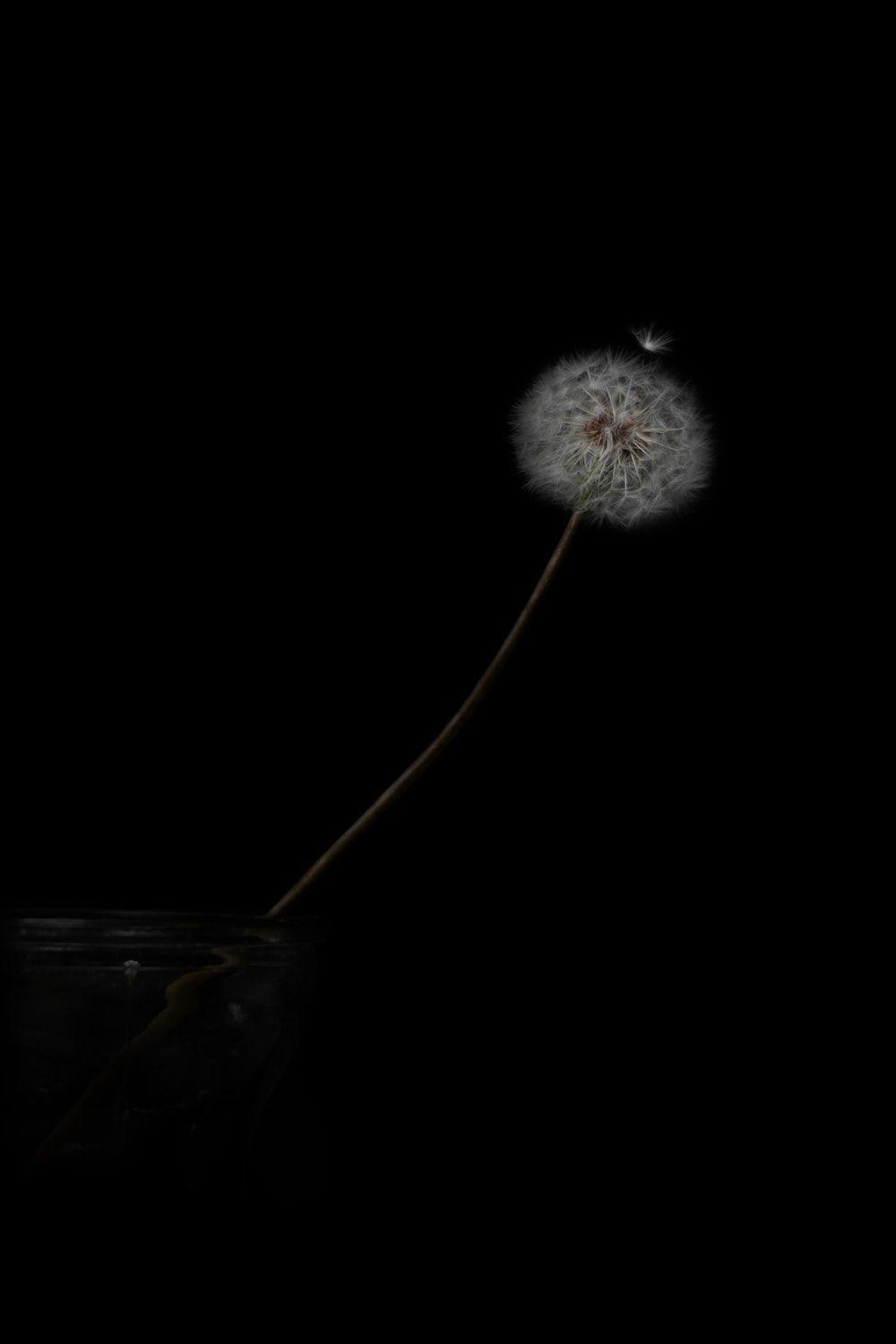 1000x1500 Zen. best free zen, light, wallpaper, and night photo