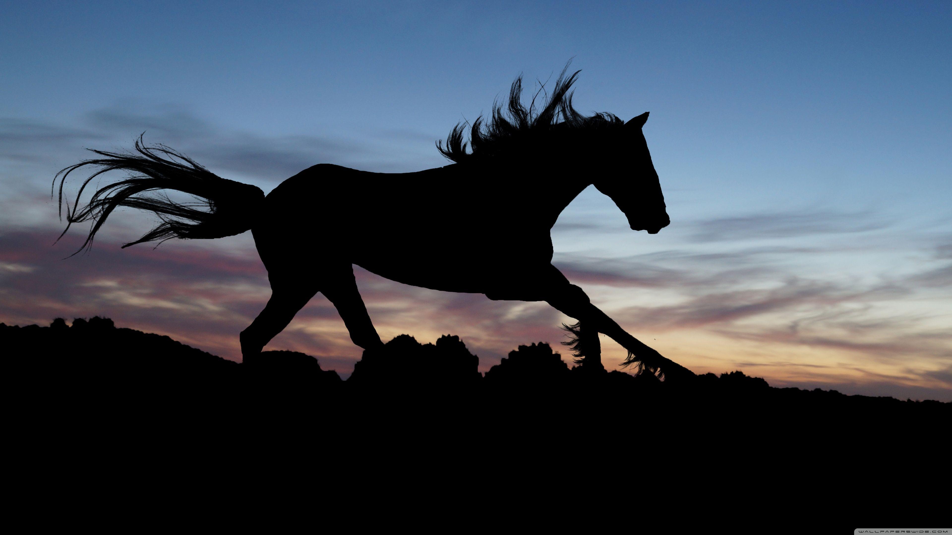 3840x2160 Horse in the Night ❤ 4K HD Desktop Wallpaper for 4K Ultra HD TV
