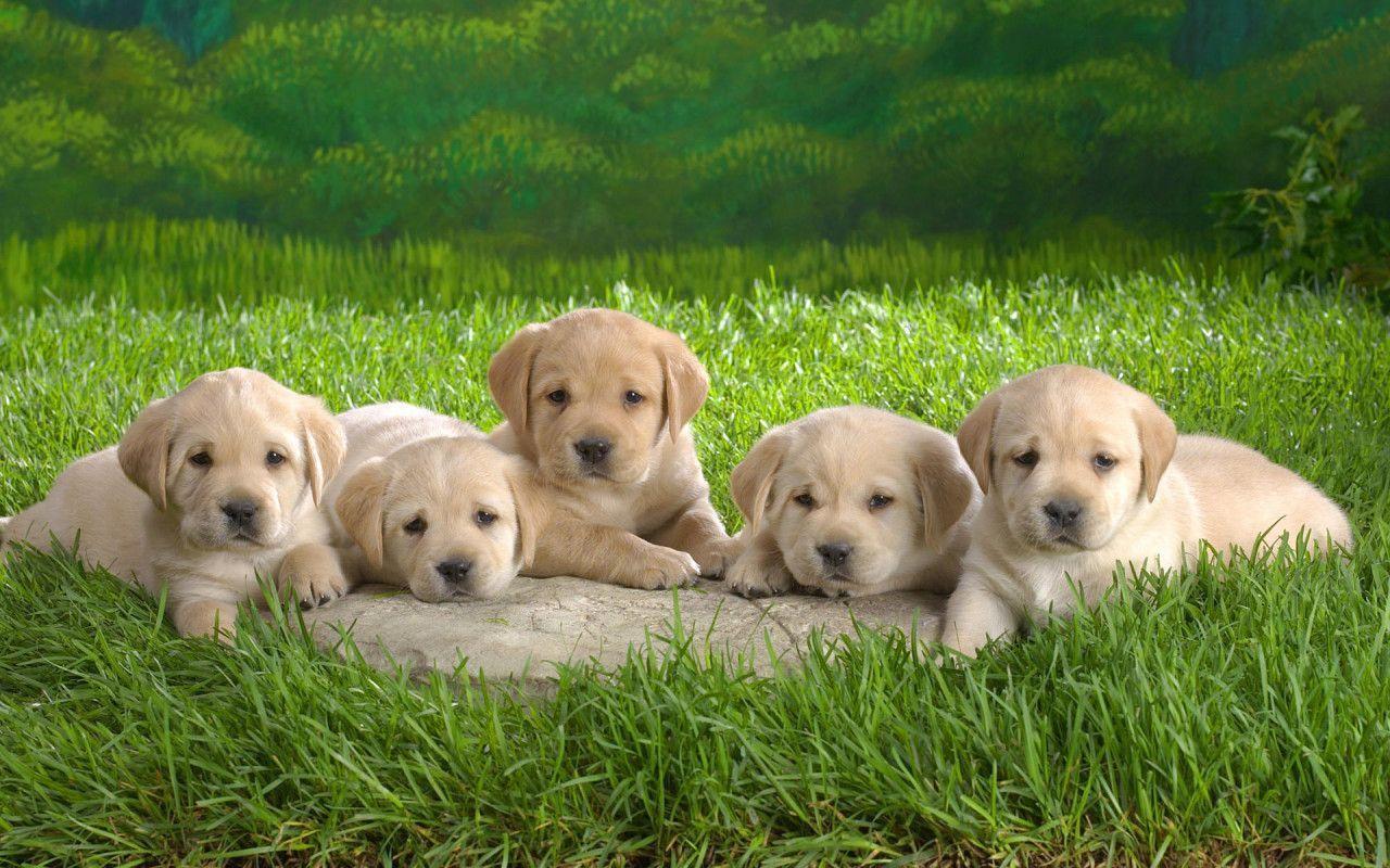1280x800 Puppy Background For Computer