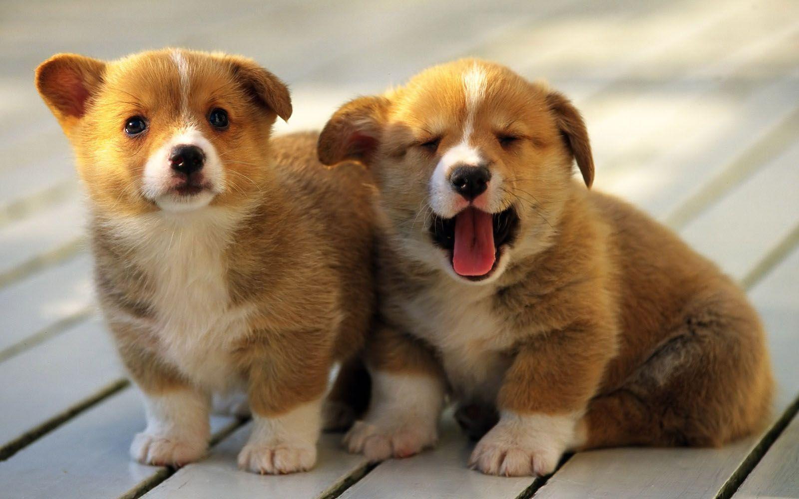 1600x1000 Puppies Desktop Wallpaper. Cute puppy wallpaper, Cute baby animals, Cute puppy photo