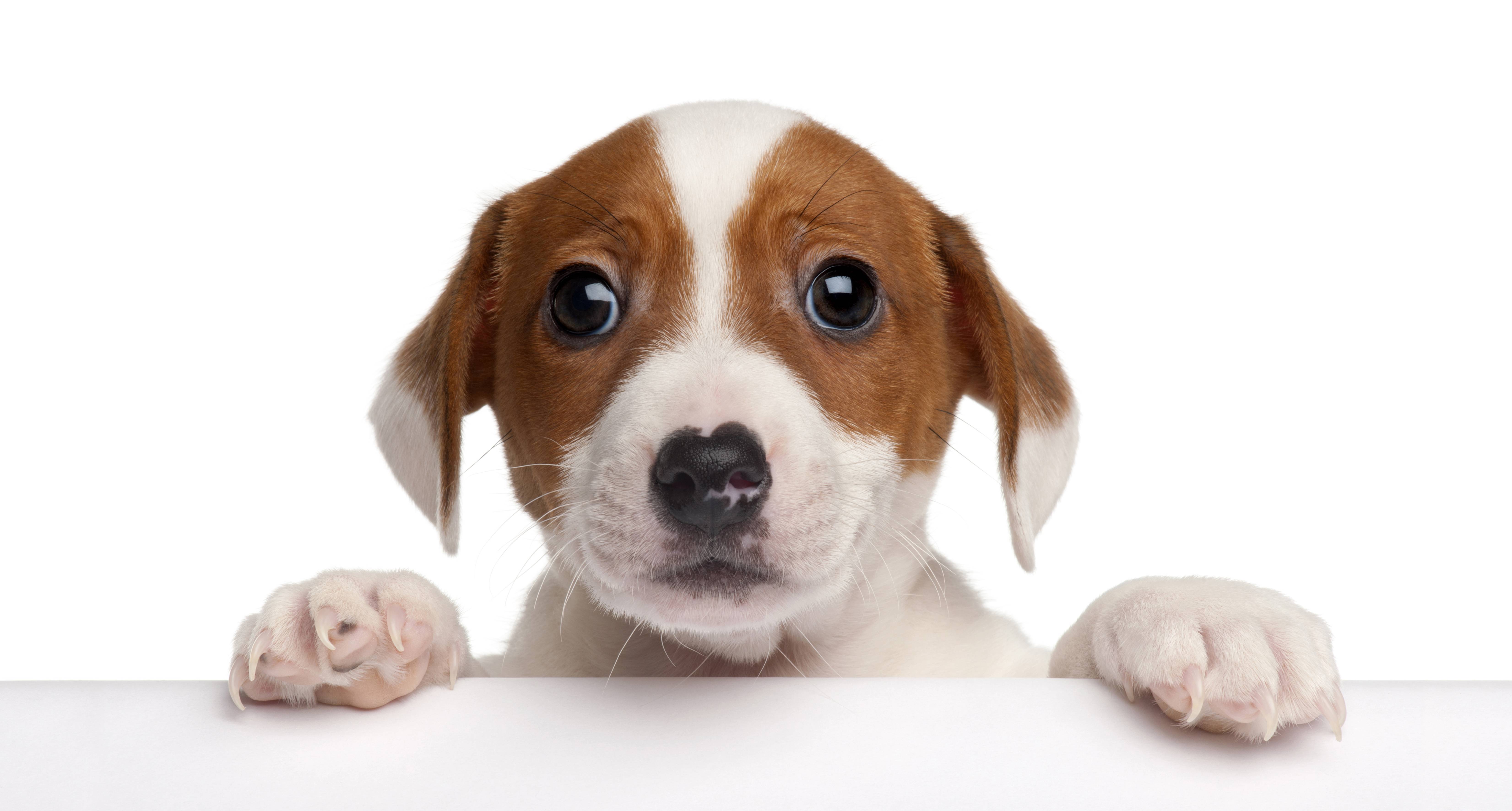 6606x3544 Puppy Computer Wallpaper