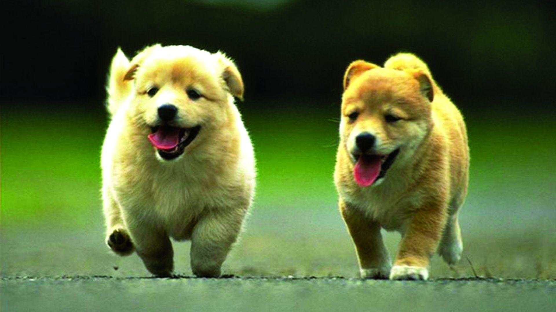1920x1080 Puppy Wallpaper 1920X1080 .