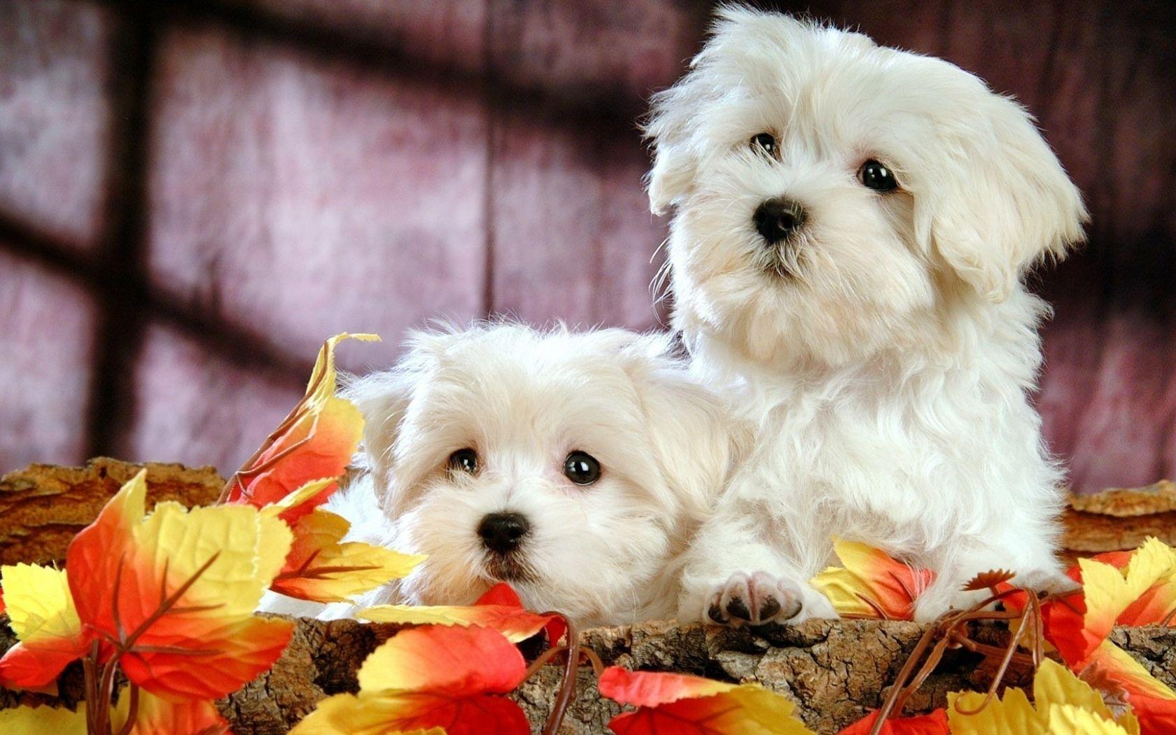 1680x1050 Free download Cute Bichon Puppies HD Desktop Wallpaper HD Desktop Wallpaper [1920x1080] for your Desktop, Mobile & Tablet. Explore Cute Puppy Computer Wallpaper. Cute Animal Wallpaper, Christmas Puppies Wallpaper, Puppy Wallpaper