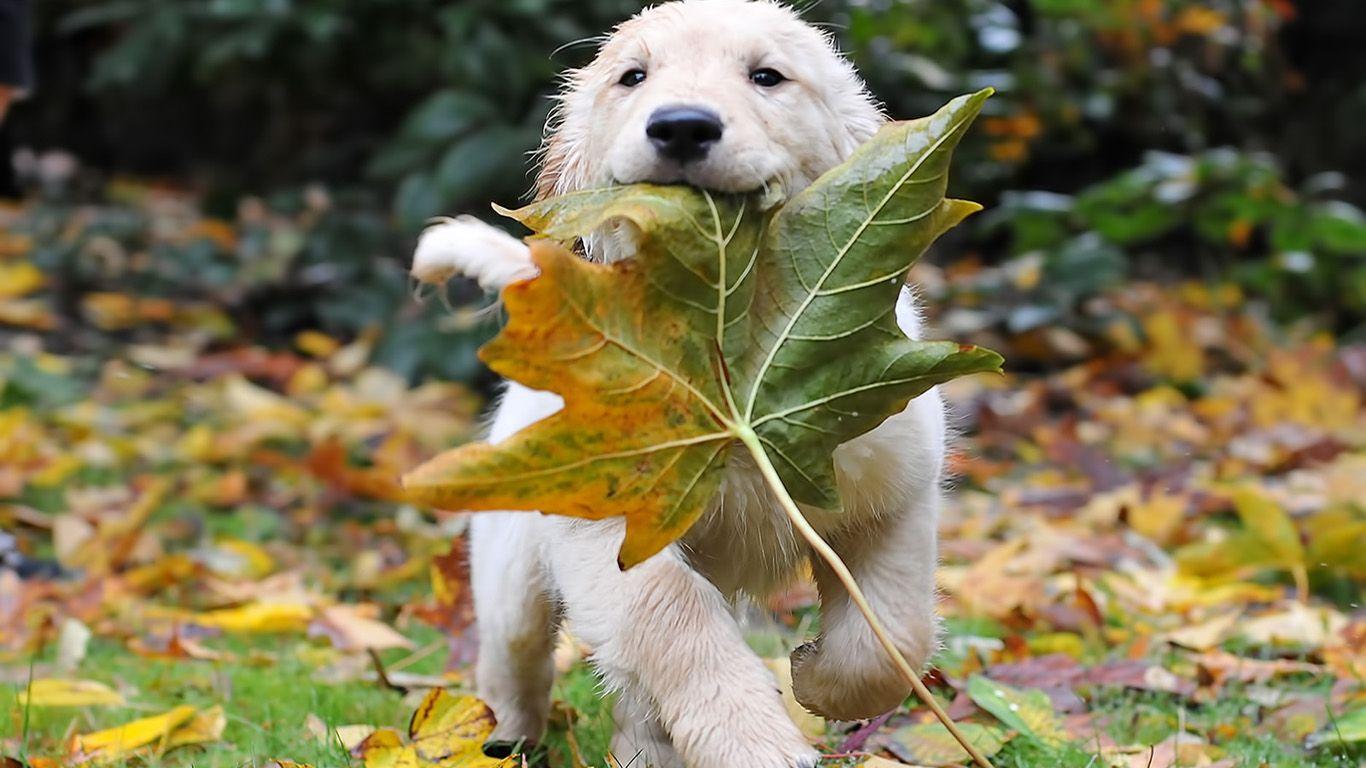 1366x768 Puppies Desktop Wallpaper Background Puppies HD Wallpaper