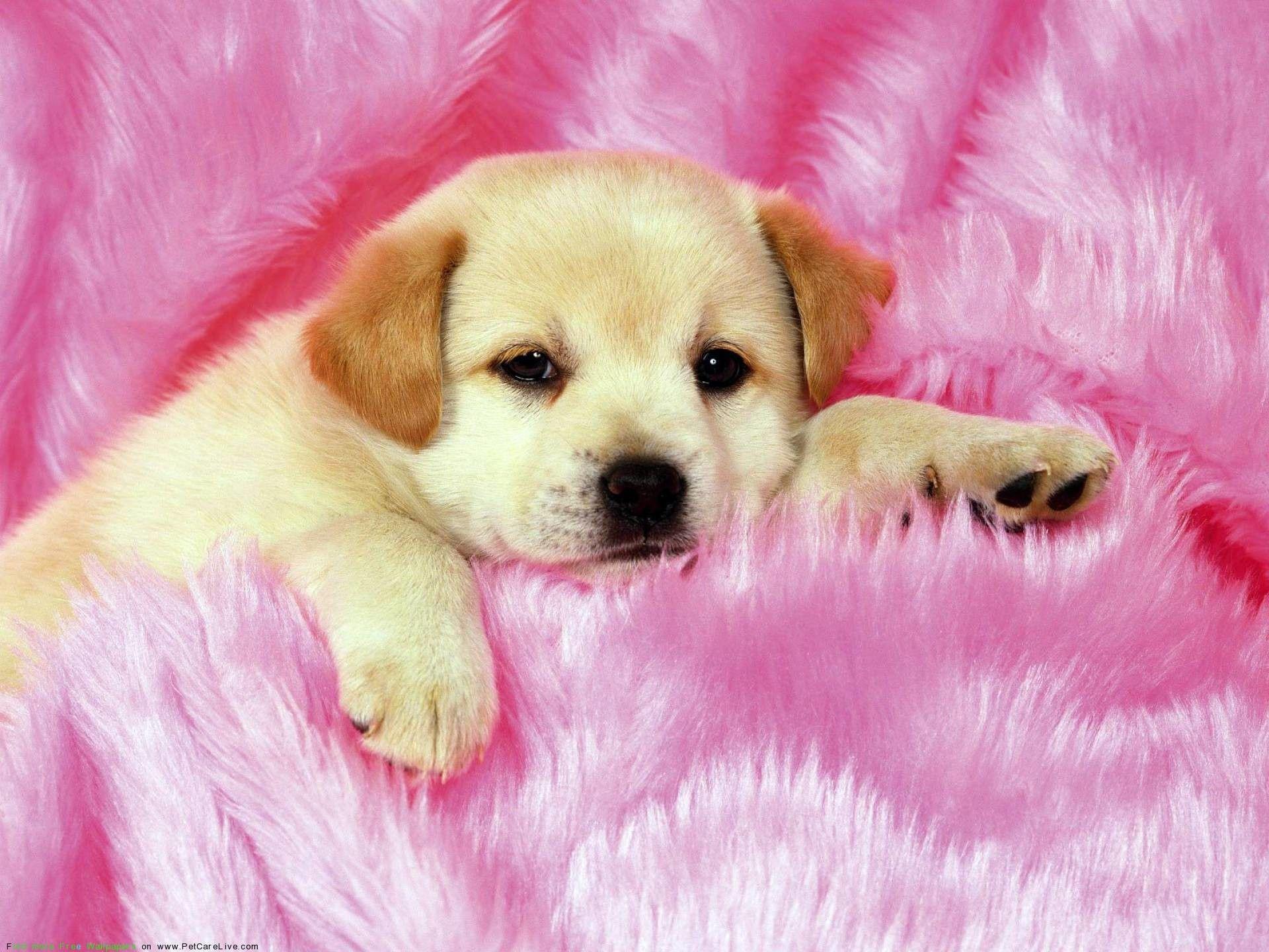 1920x1440 Cute Puppy Computer Wallpaper .