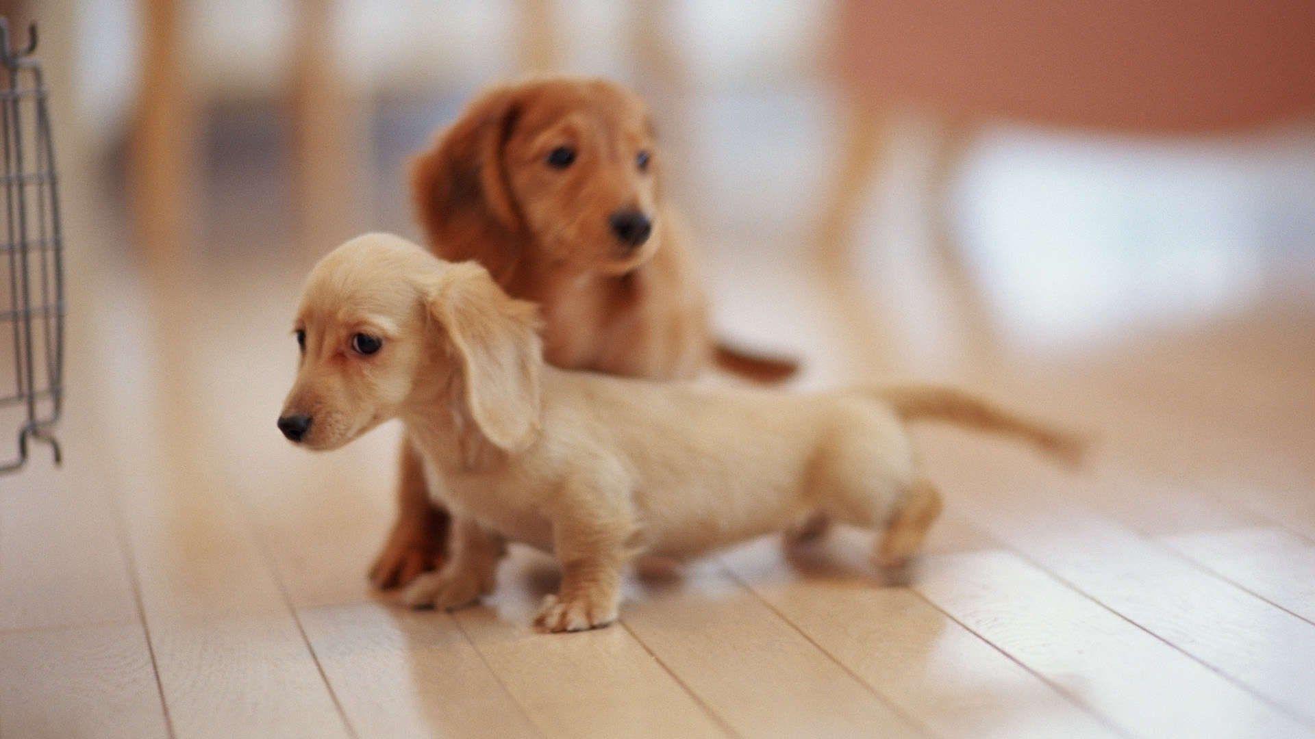 1920x1080 puppy wallpaper for computer JPG 186 kB. Other. Tokkoro.com Amazing HD Wallpaper