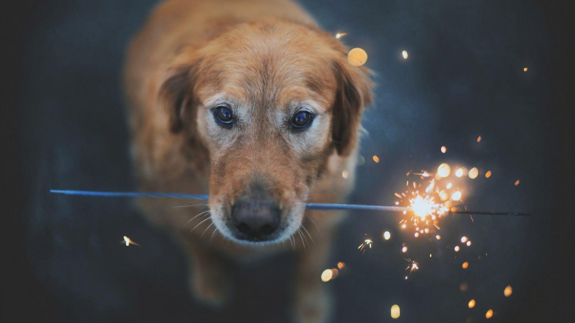 1920x1080 Free download Dogs Desktop Wallpaper High Definition High Quality [1920x1200] for your Desktop, Mobile & Tablet. Explore Dog Wallpaper for Computer. Free Desktop Wallpaper Dogs, Cute Puppy Wallpaper