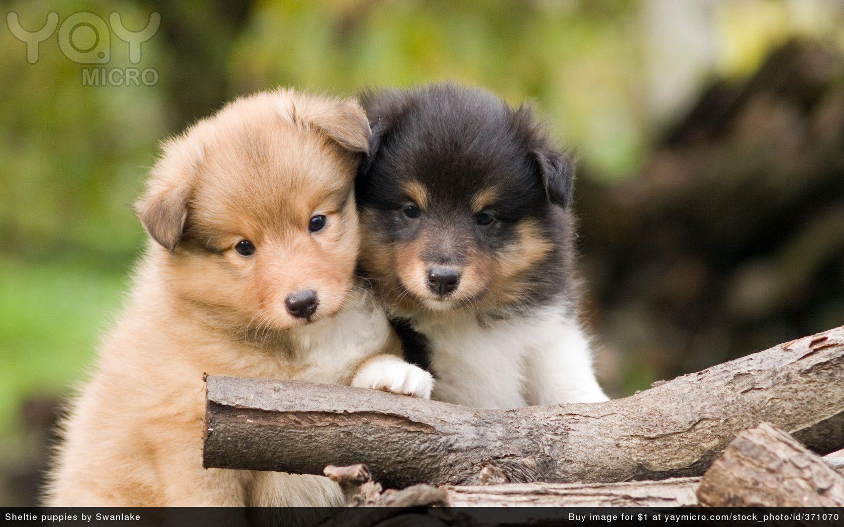 1680x1050 For Desktop Wallpaper Puppy Love HD Wallpaper