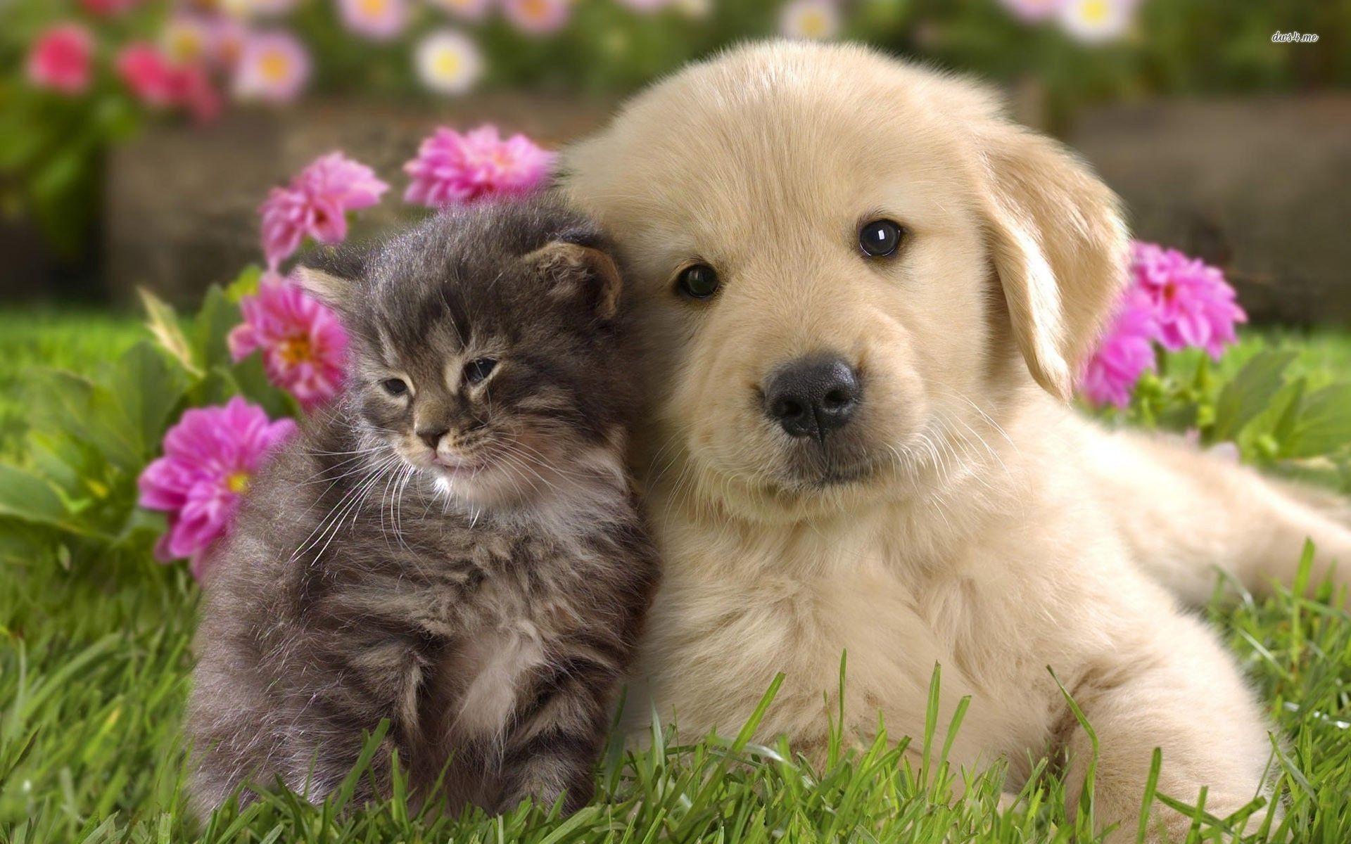 1920x1200 Puppy Background For Computer