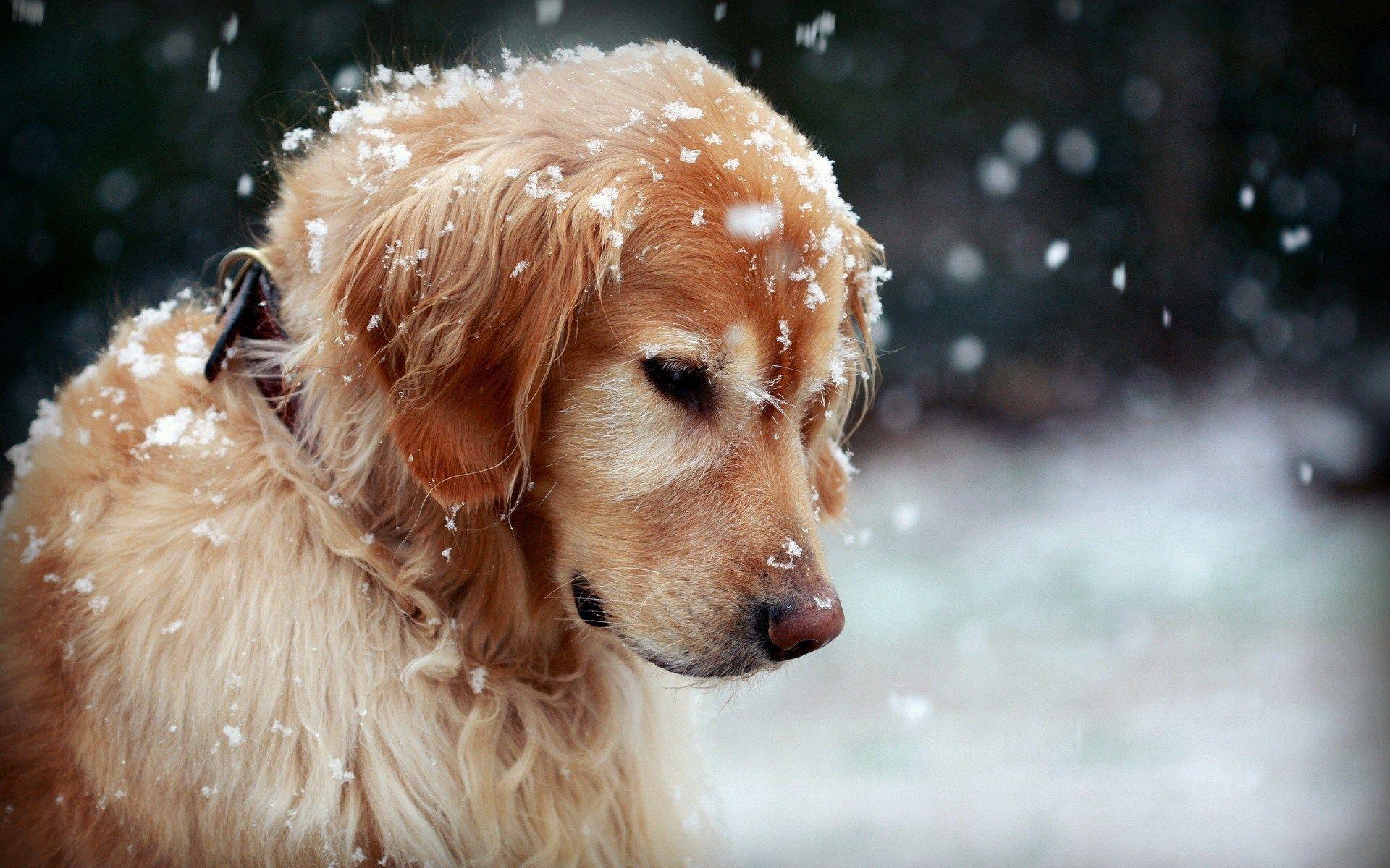 1920x1200 4k Dog Wallpaper