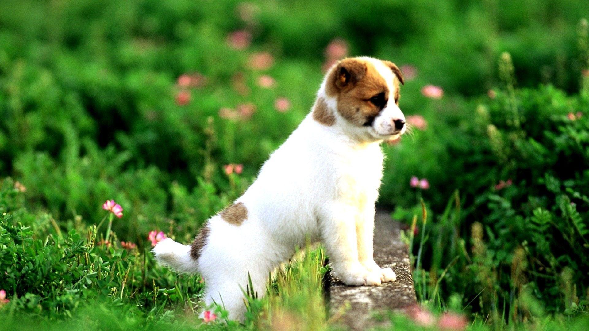 1920x1080 Free Puppy Wallpaper For Computer Wallpaper 1024ã—768 Wallpaper HD Download
