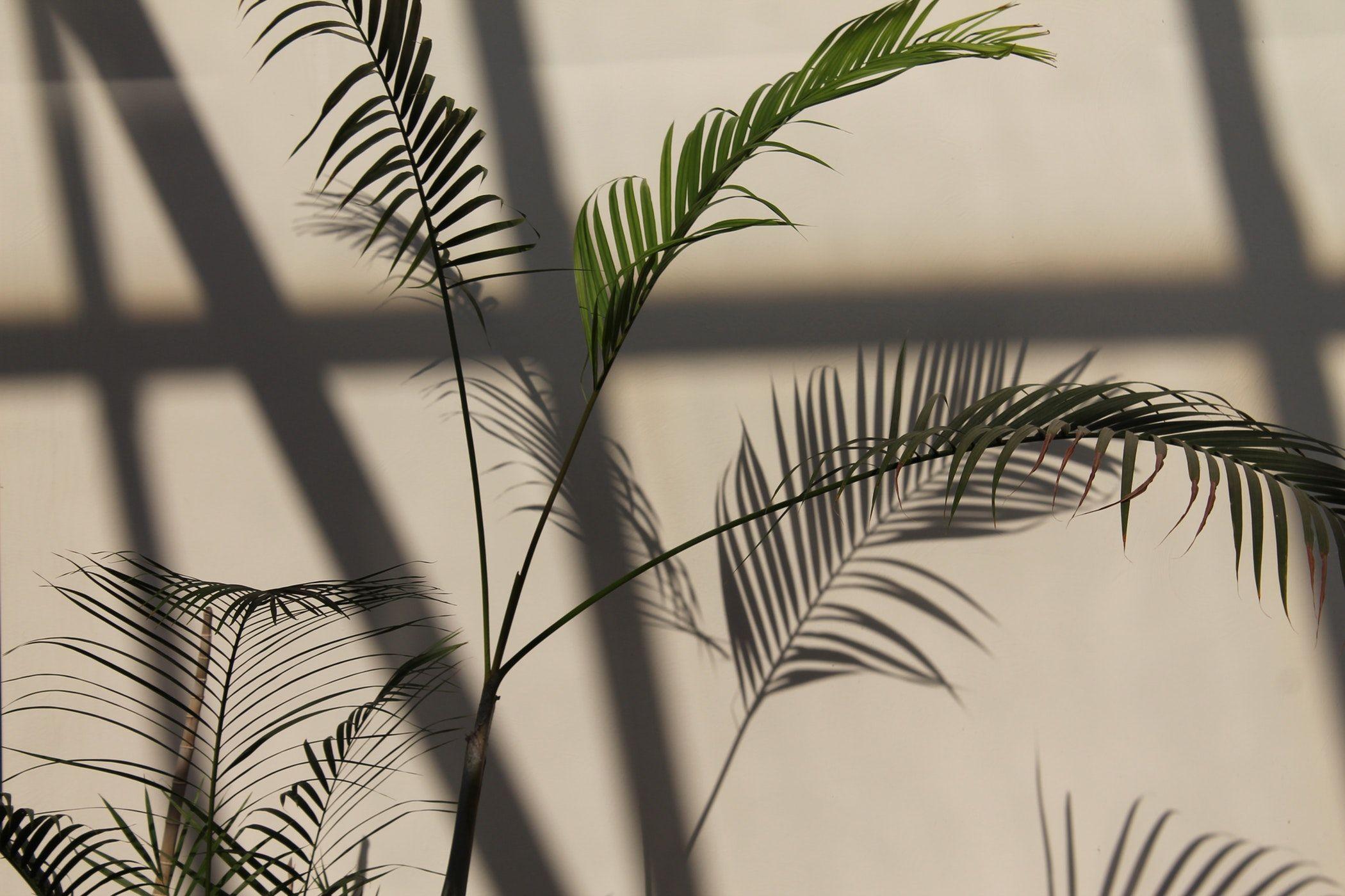 2100x1400 Botanical Plant Desktop Wallpaper