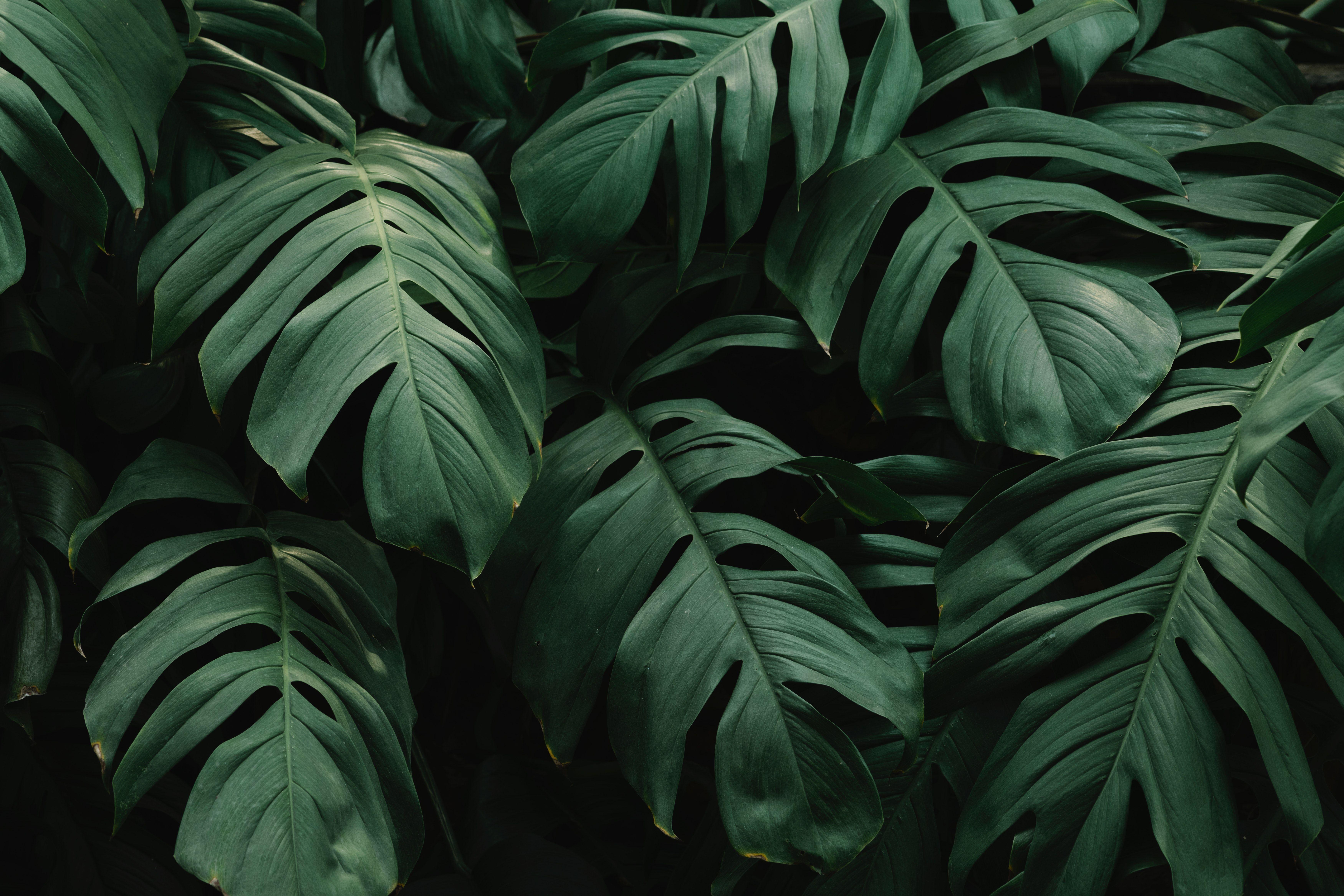 Aesthetic Tropical Laptop Wallpapers - Top Free Aesthetic Tropical