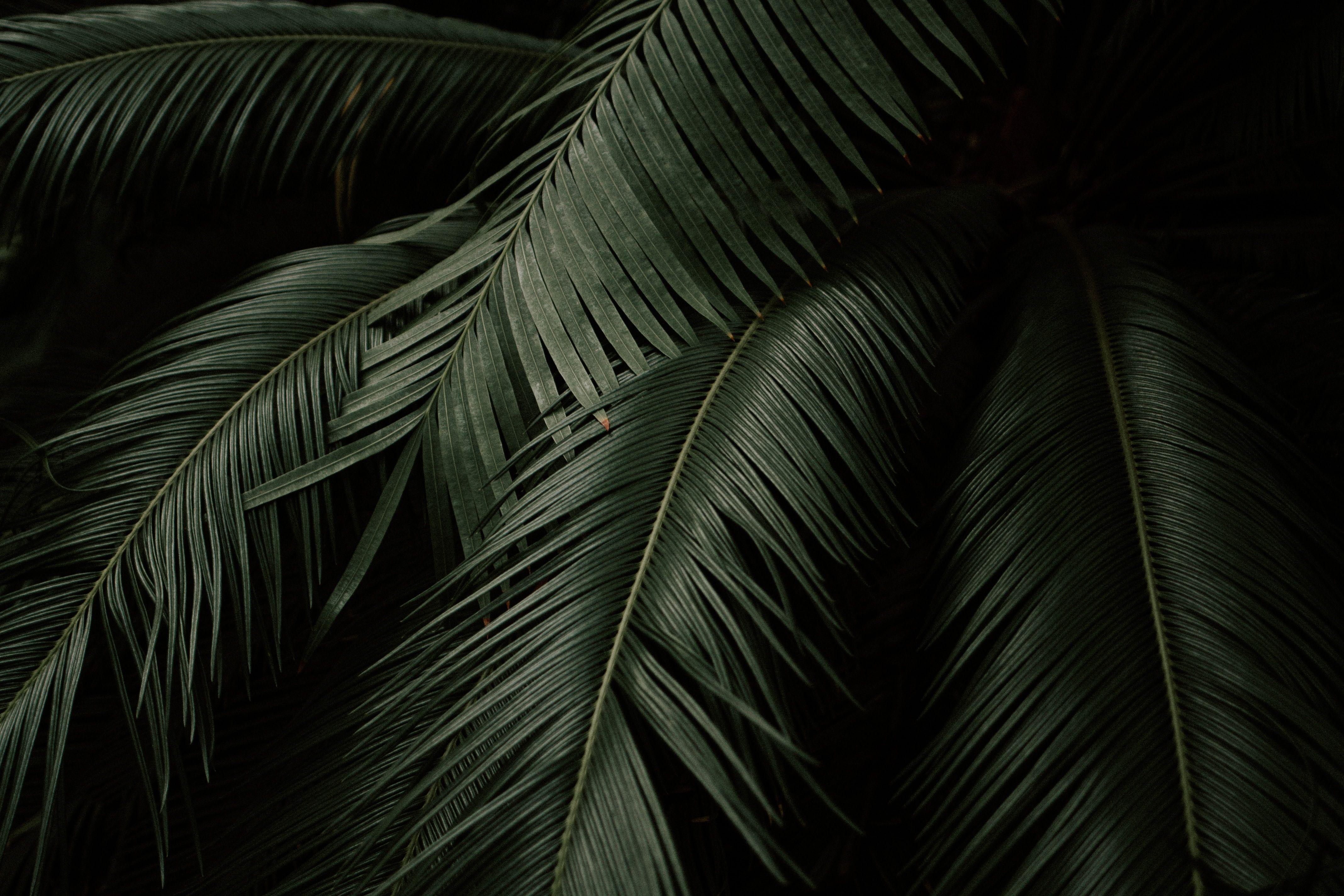 4272x2848 Floresta Wallpaper. Minimalist desktop wallpaper, Desktop wallpaper art, Computer wallpaper desktop wallpaper