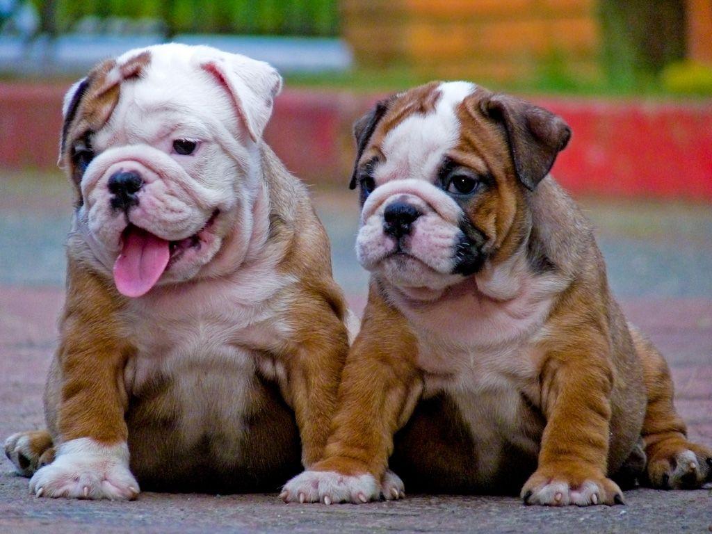 1024x768 Old English Bulldog Wallpaper High Resolution and Quality Download