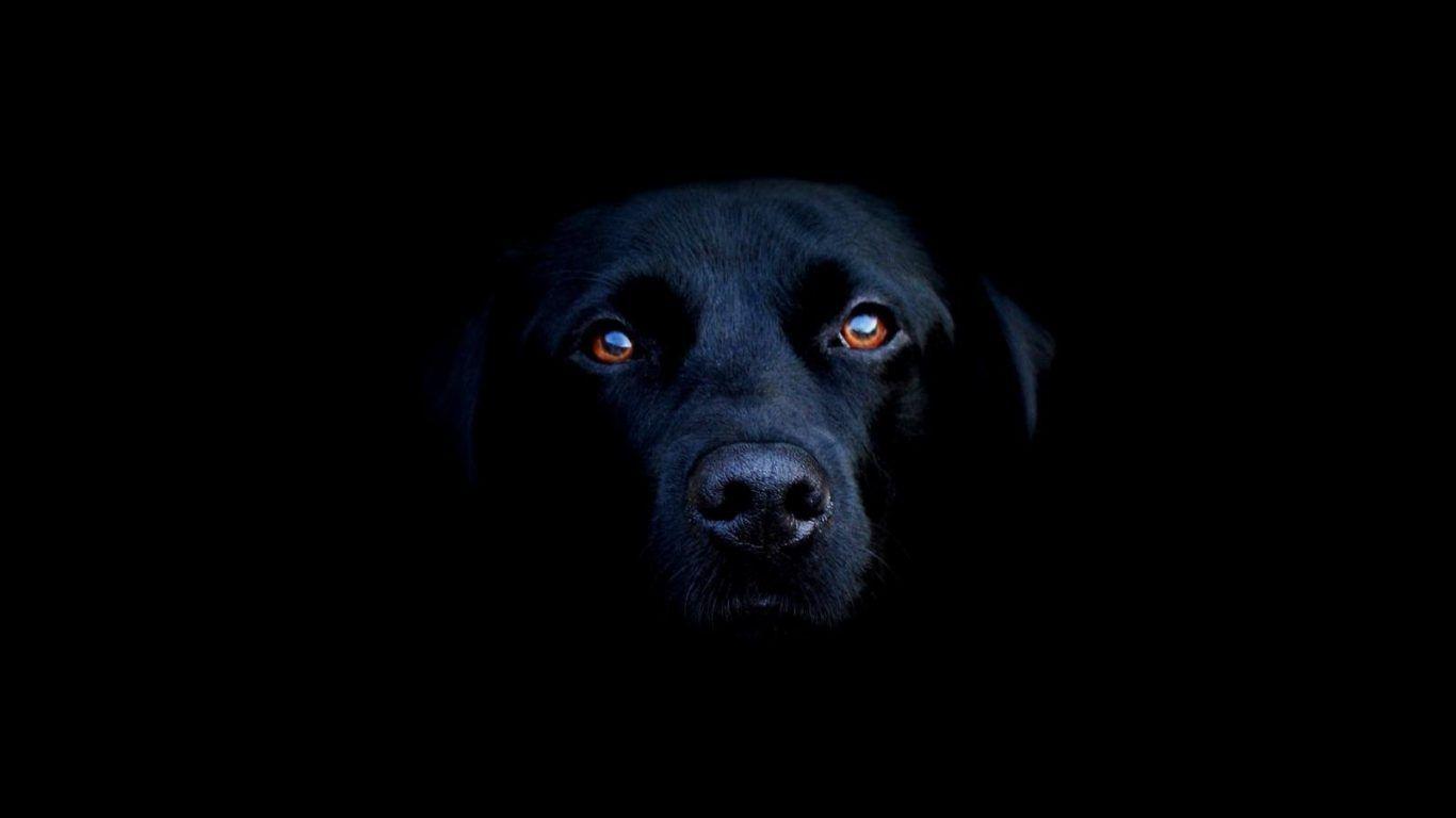 1366x768 Pleasant Dogs: Art Wolf Wolves Predator Dogs Wallpaper Background