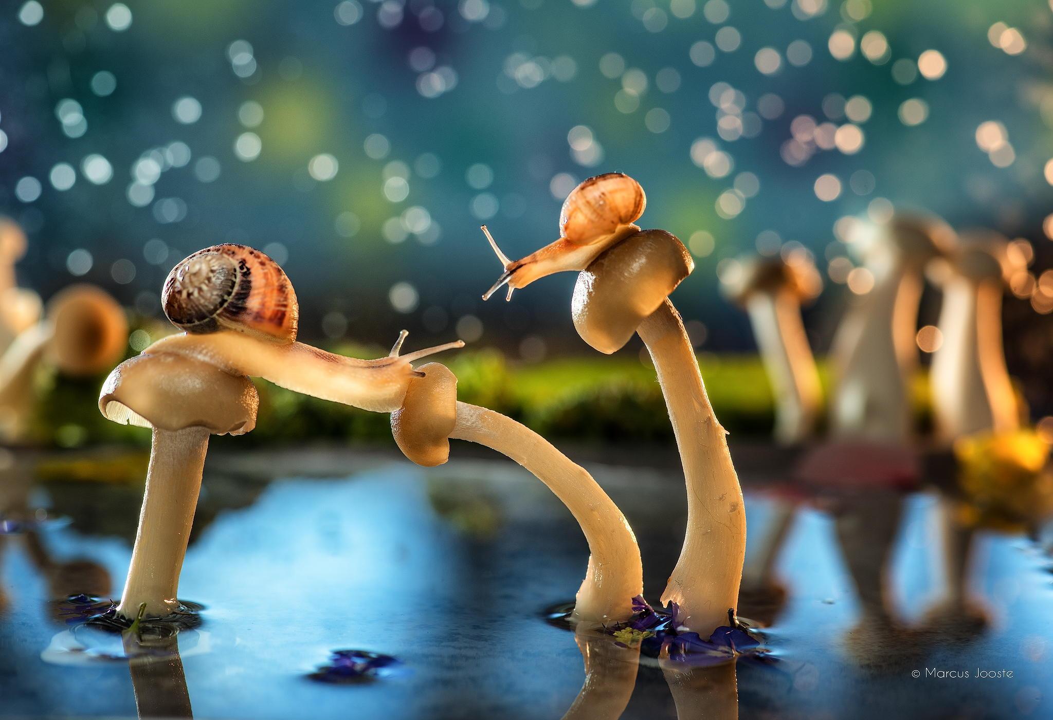 2048x1401 Magic Mushroom Wallpaper