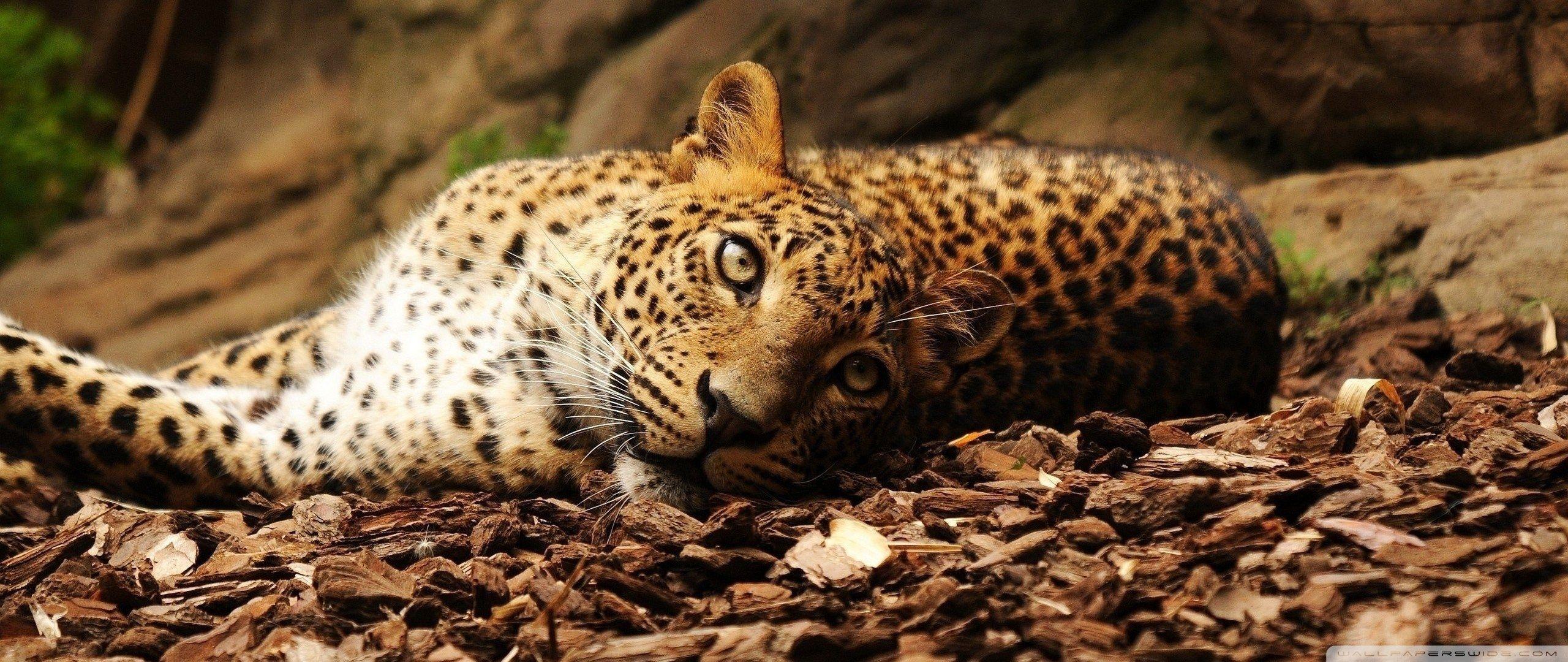 2560x1080 Jaguar ❤ 4K HD Desktop Wallpaper for • Wide & Ultra Widescreen