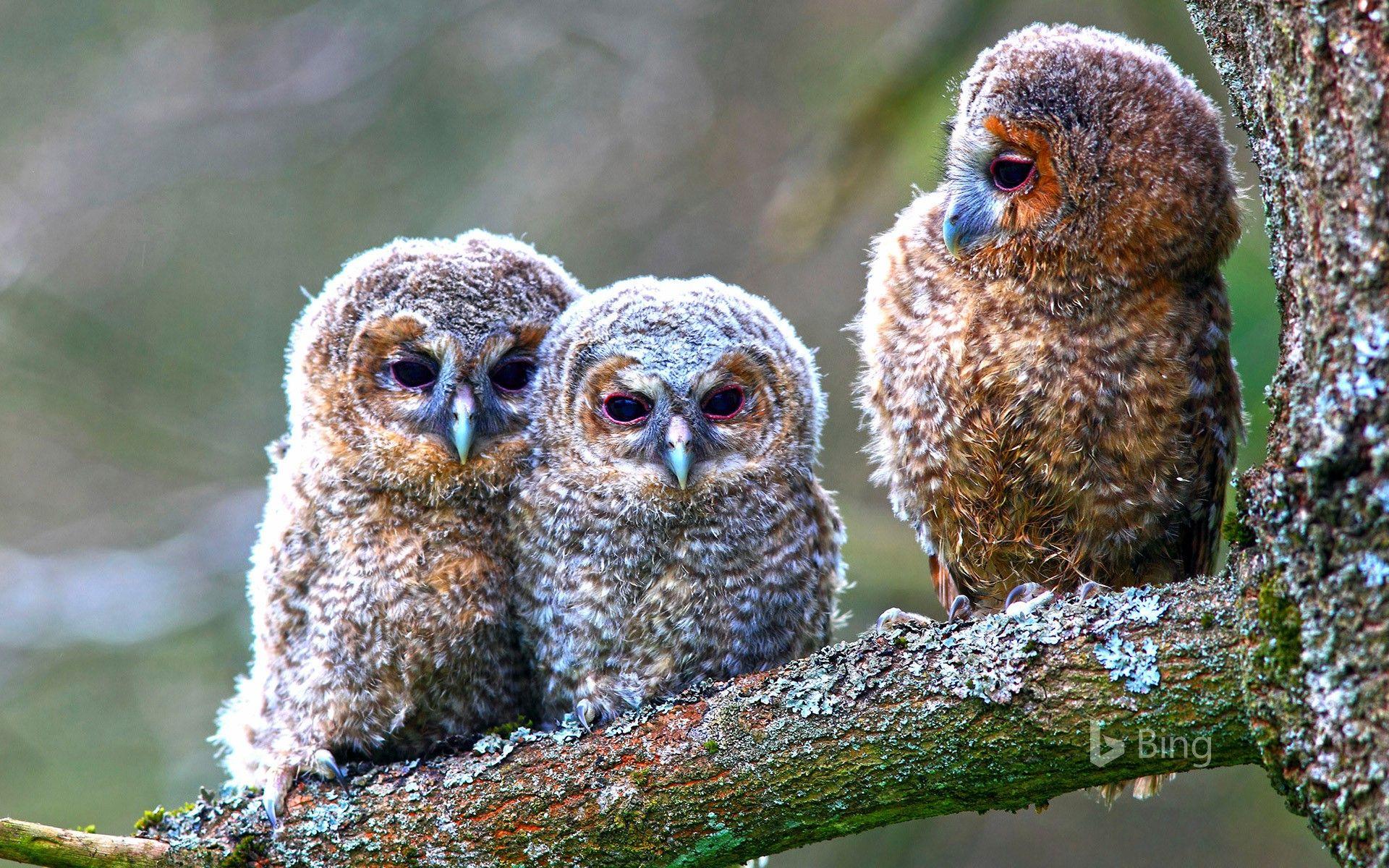 1920x1200 Young tawny owls perched on a tree, Hessen, Germany