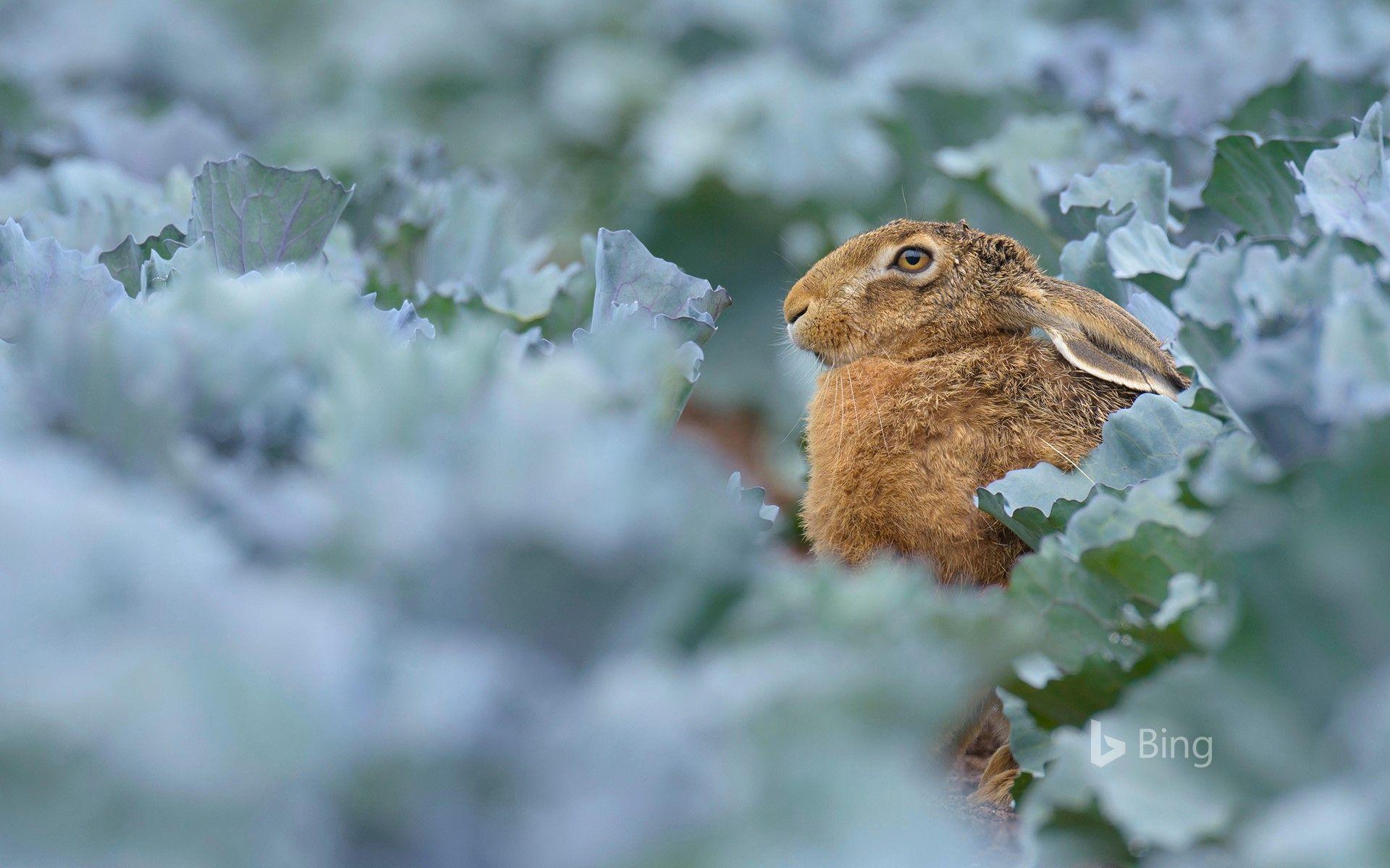1920x1200 European brown hare (Lepus europaeus) in red cabbage field, Hessen, Germany