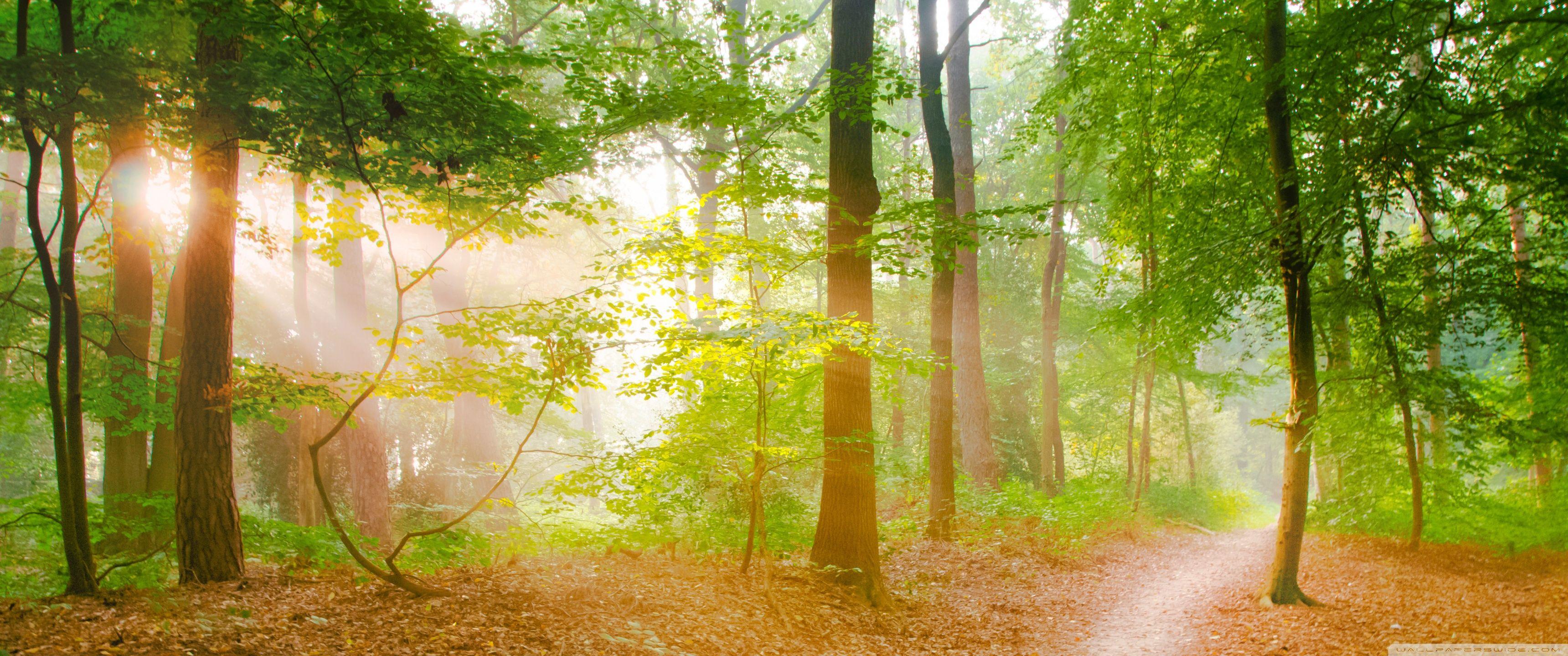 3440x1440 Forest ❤ 4K HD Desktop Wallpaper for 4K Ultra HD TV • Wide & Ultra