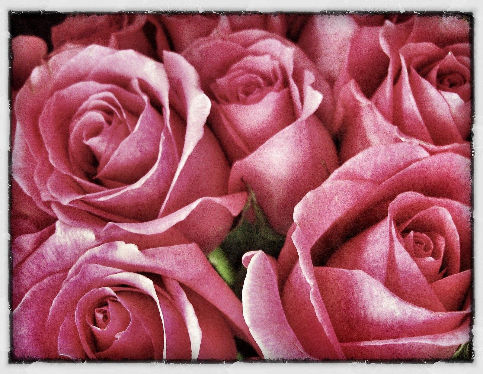 1600x1238 Flower: Beautiful Pink Roses Lovely Soft Delicate Urban Hippie