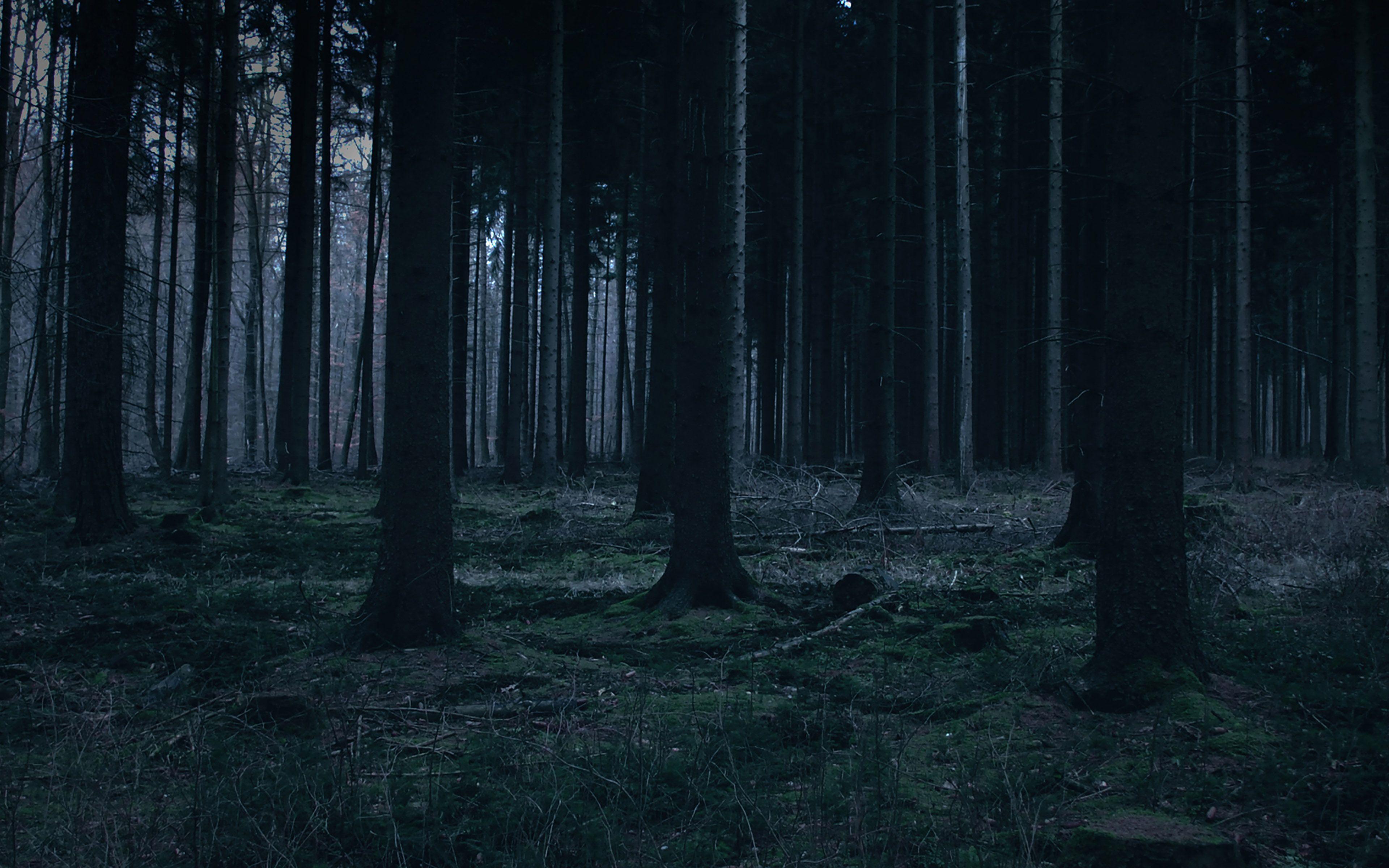 Dark Rainy Forest Wallpapers - Top Free Dark Rainy Forest Backgrounds
