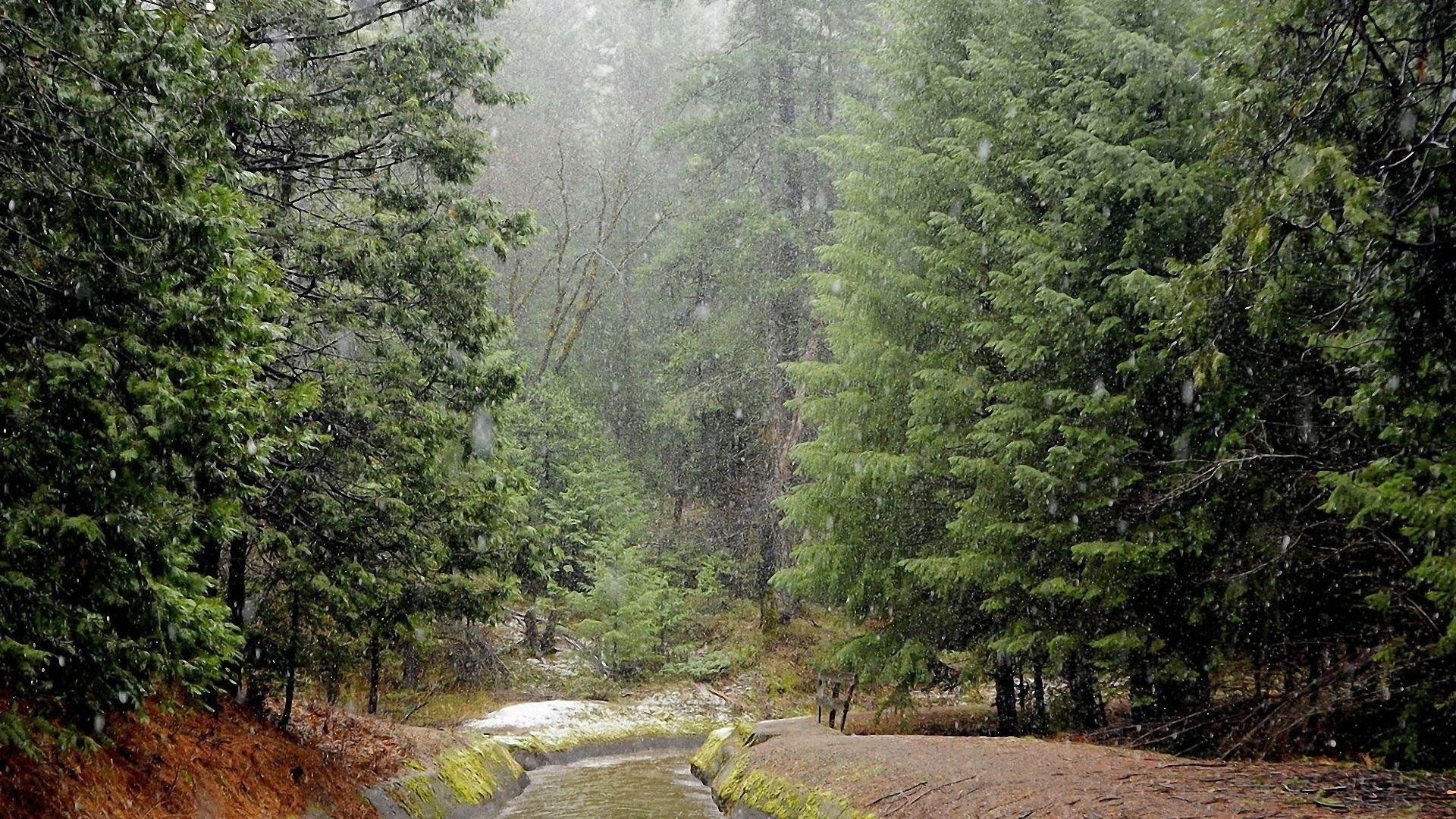 1920x1080 Rain Background Woods HD Wallpaper