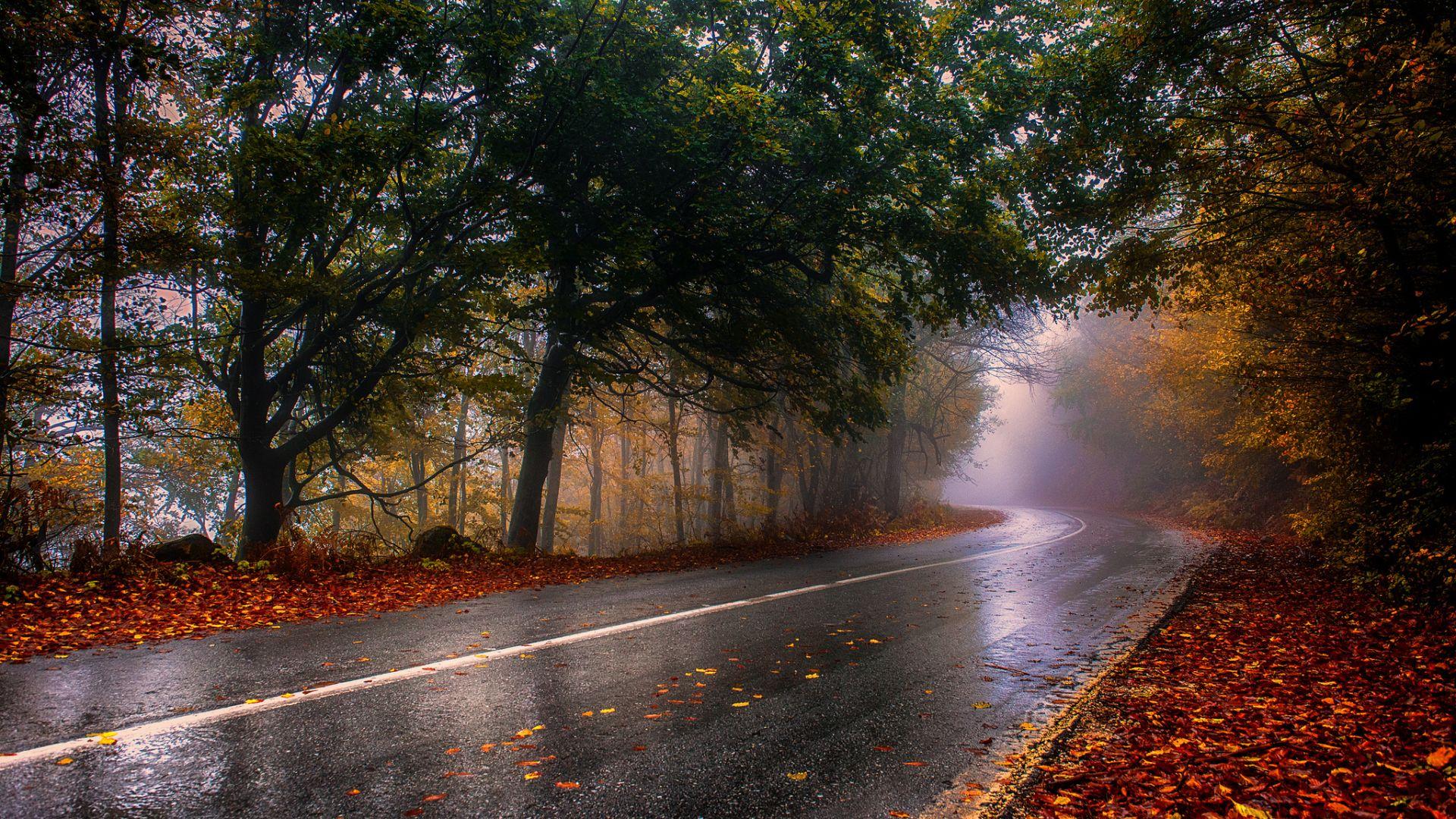 1920x1080 Wood Rainy Road Foliage Foggy desktop PC and Mac wallpaper
