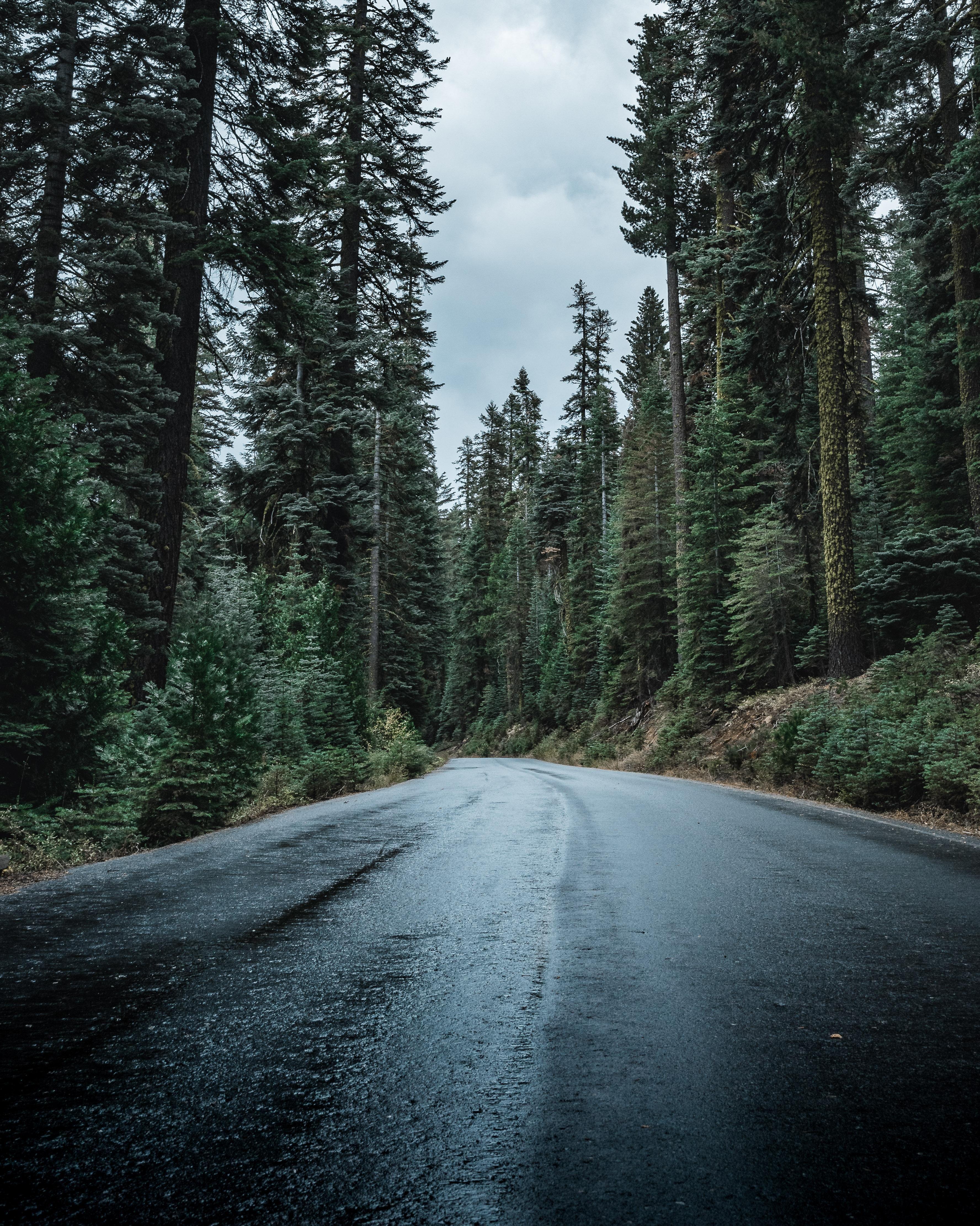 3552x4440 A rainy mountain backroad in the Stanislaus National Forest. [OC] [35524440]. Winter landscape photography, Mountains aesthetic, Mountain aesthetic