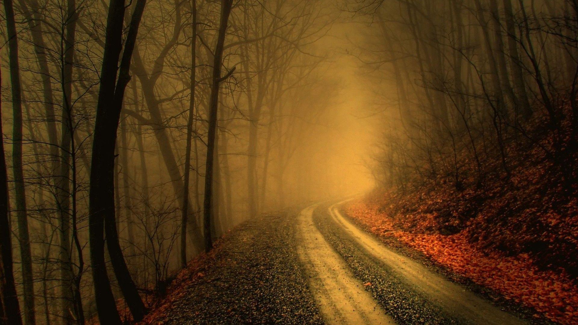 1920x1080 Dark Woods Wallpaper HD Download Free