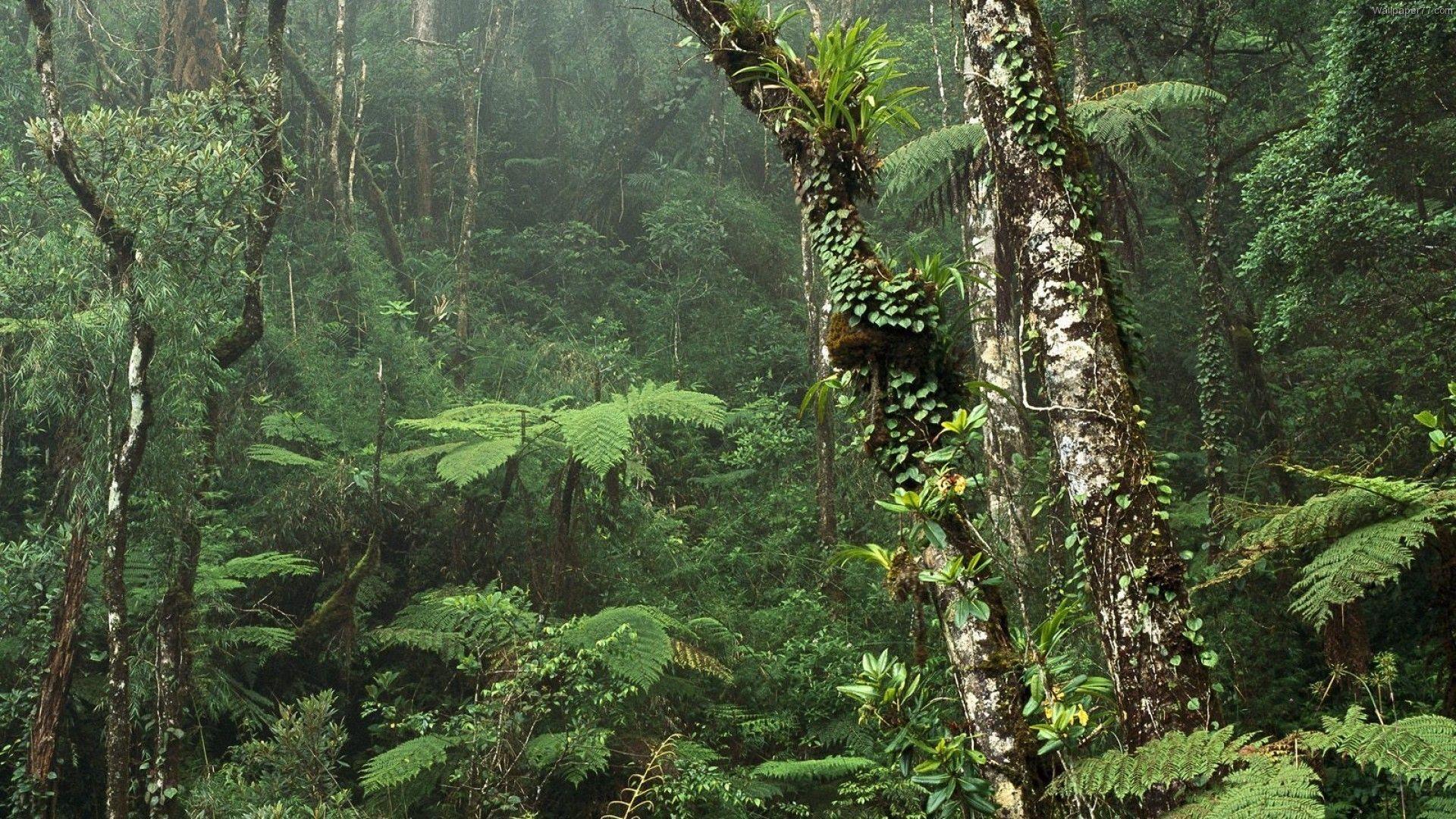 1920x1080 landscapes, Forest, Woods, Jungle, Storm, Rain, Fern Wallpaper HD / Desktop and Mobile Background