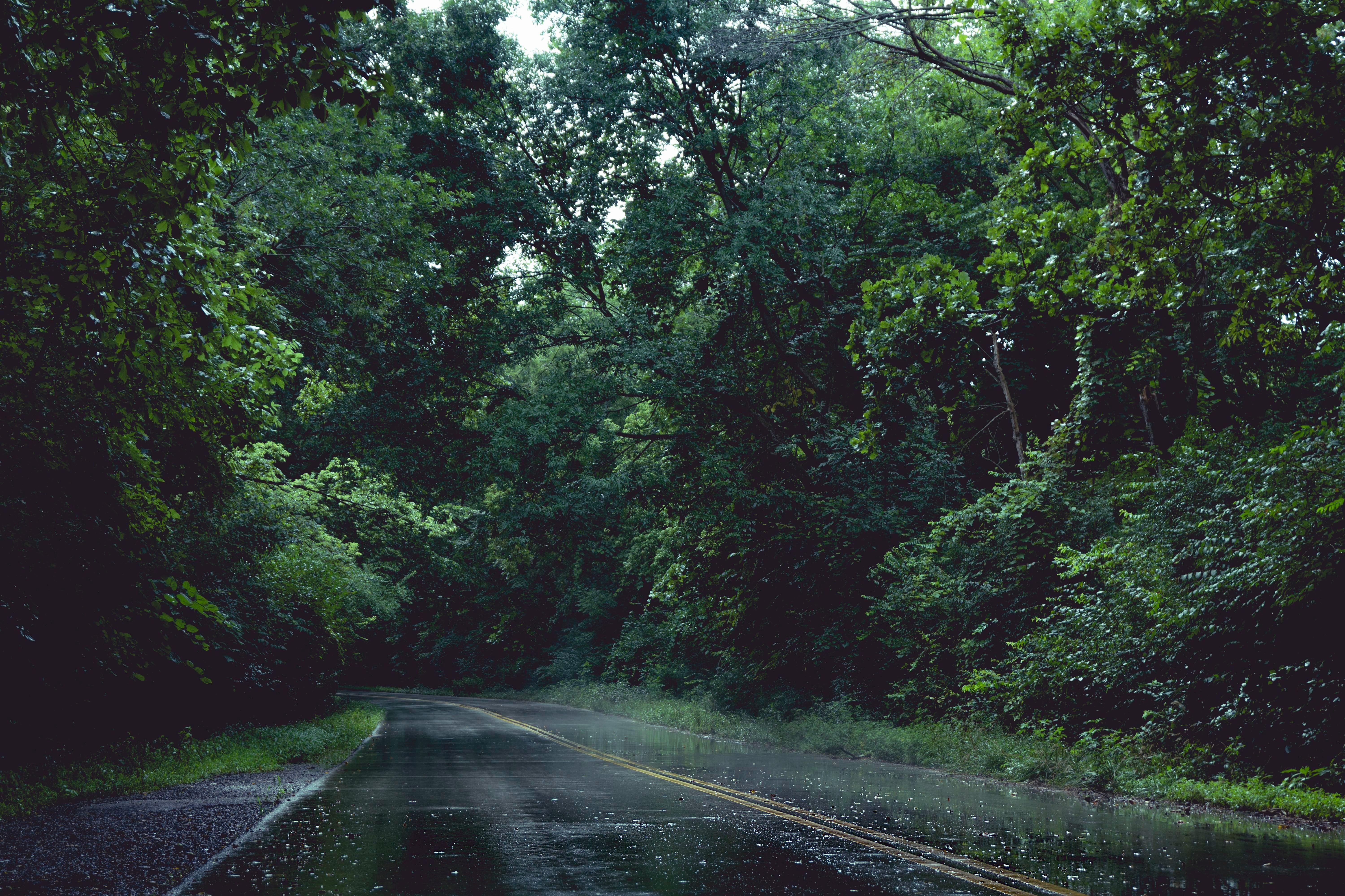 6000x4000 A Rainy Day in the Woods