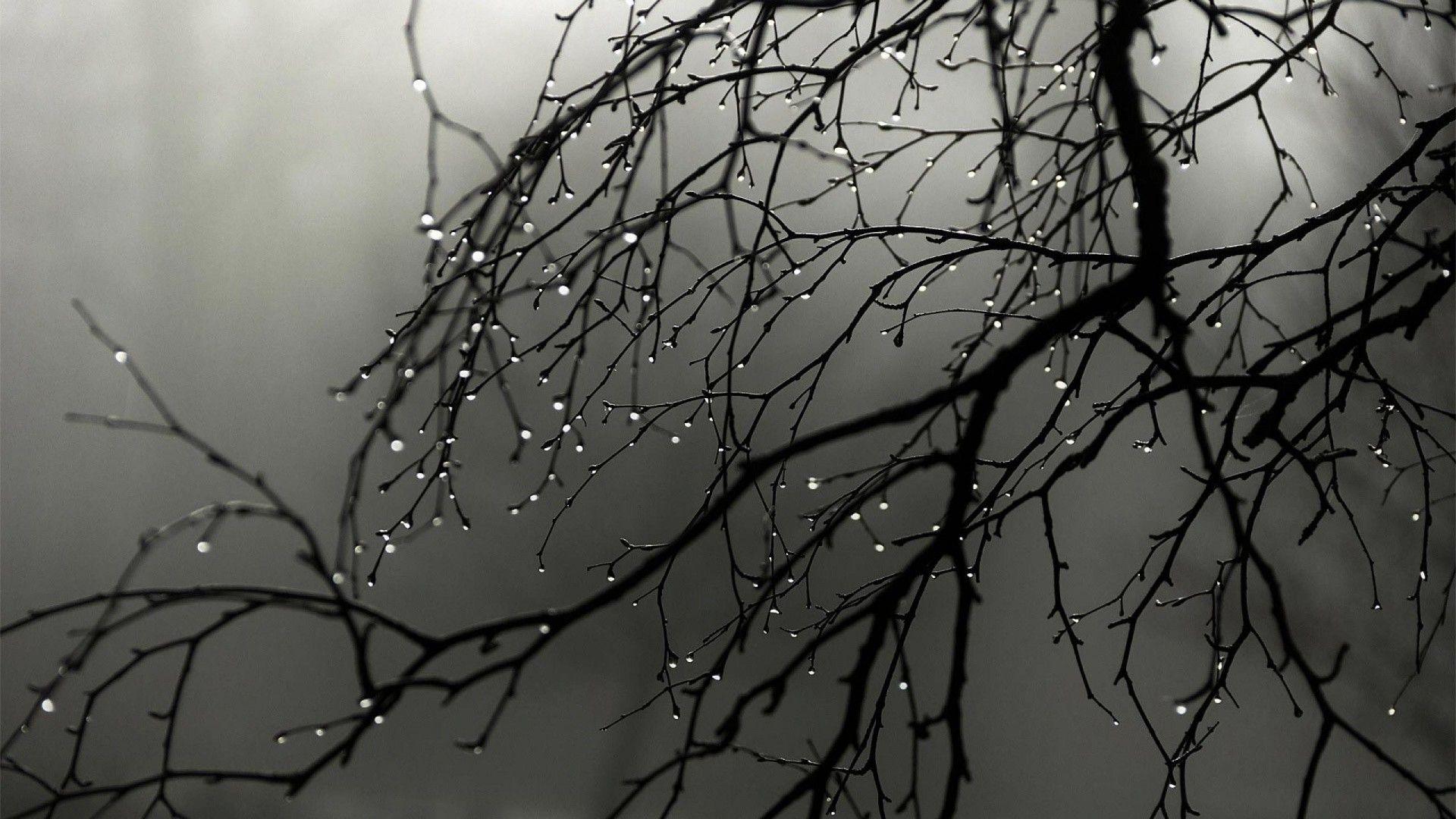 1920x1080 Rain, Nature, Wood Wallpaper HD / Desktop And Mobile Nature Wallpaper HD For Mobile HD Wallpaper