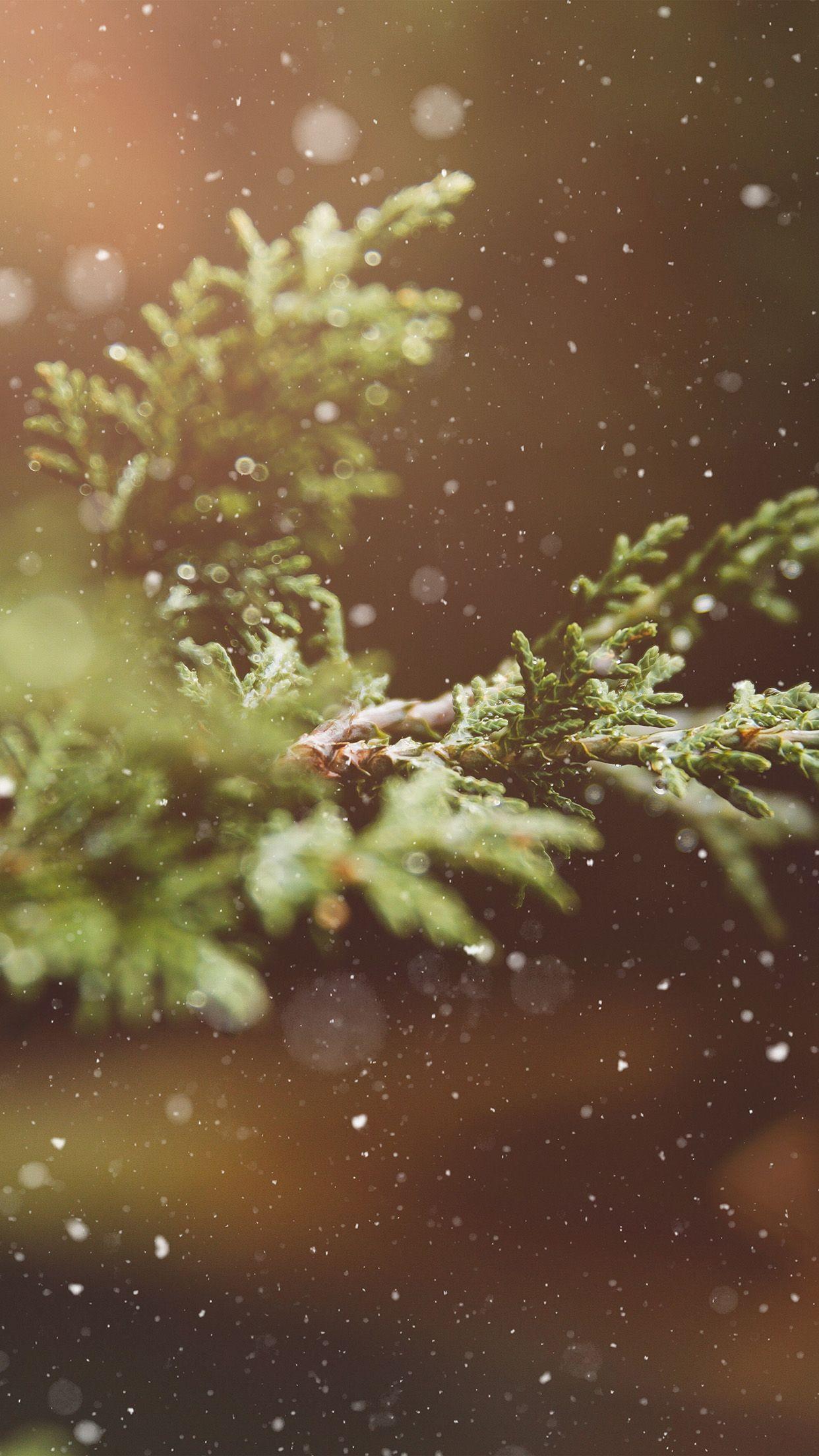 1242x2208 iPhone7 wallpaper. rain wood bokeh forest nature