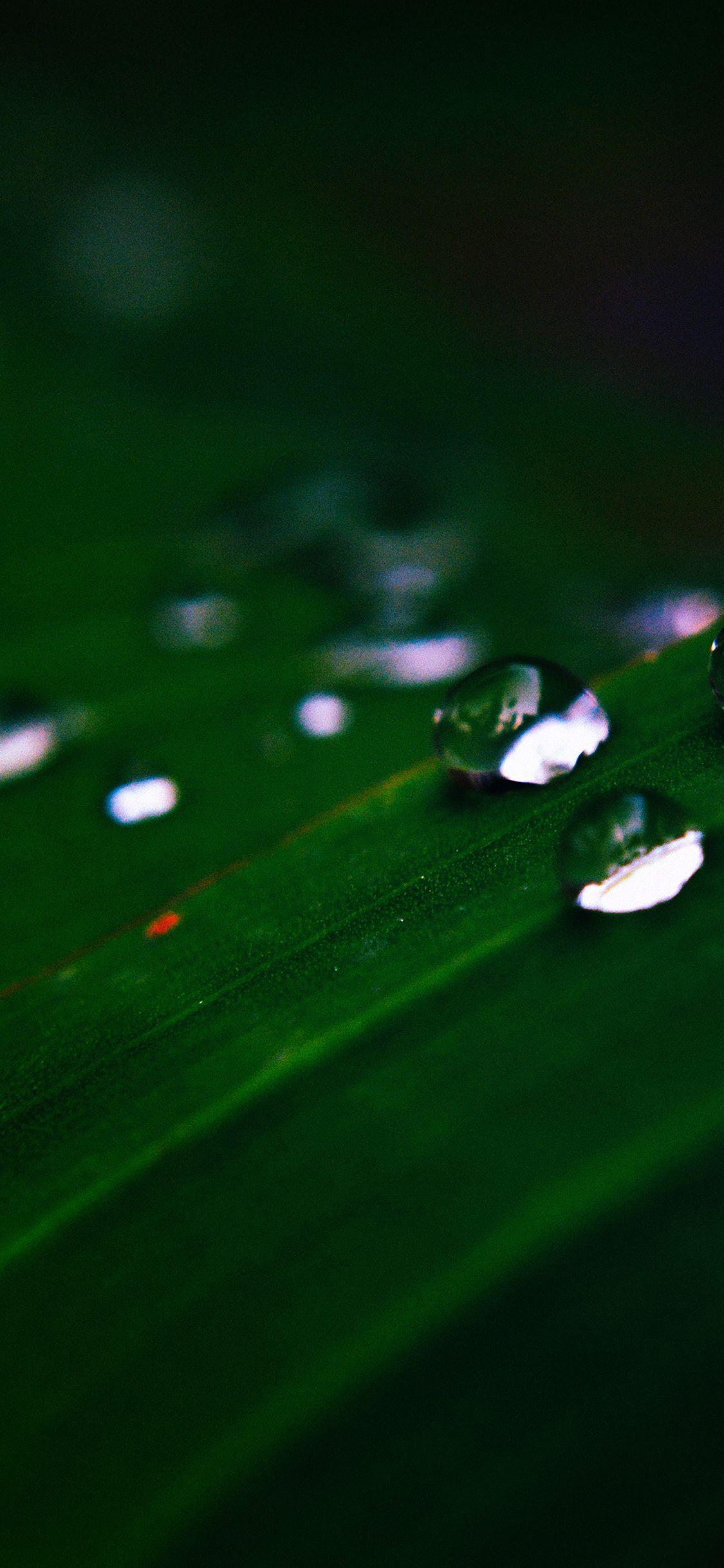 1125x2436 Water Drops Nature Dark Leaf After Rain Forest