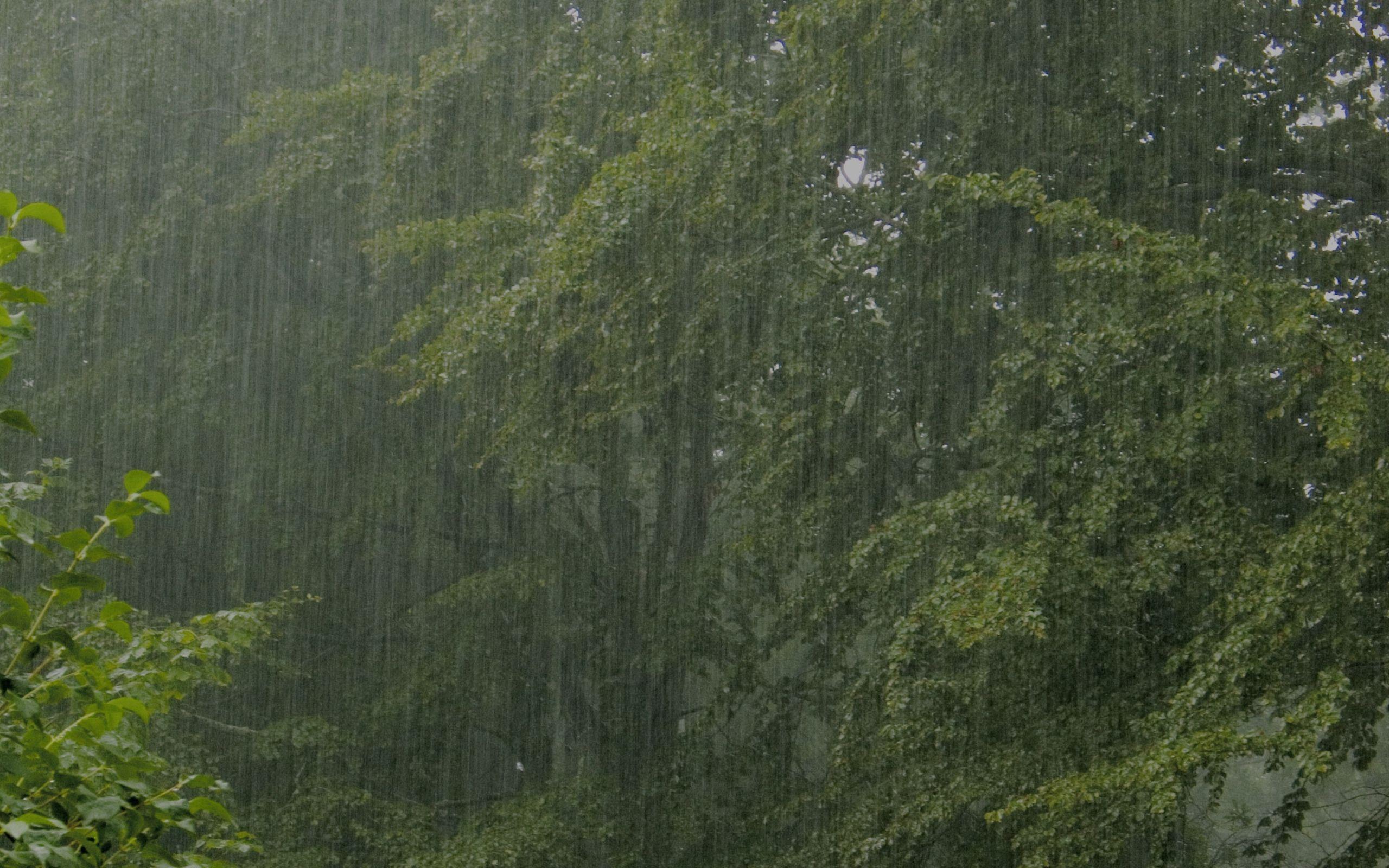 2560x1600 Rainy Woods Wallpaper .