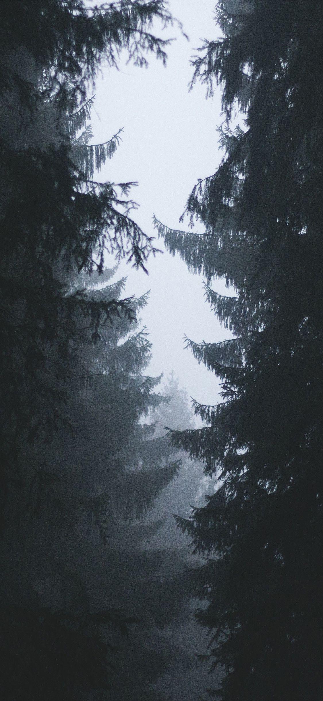 1125x2436 iPhone X wallpaper. wood tree simple nature