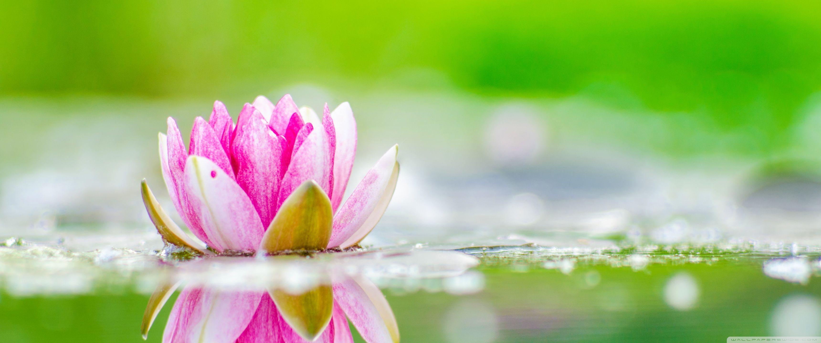3440x1440 Water Lily ❤ 4K HD Desktop Wallpaper for 4K Ultra HD TV • Wide