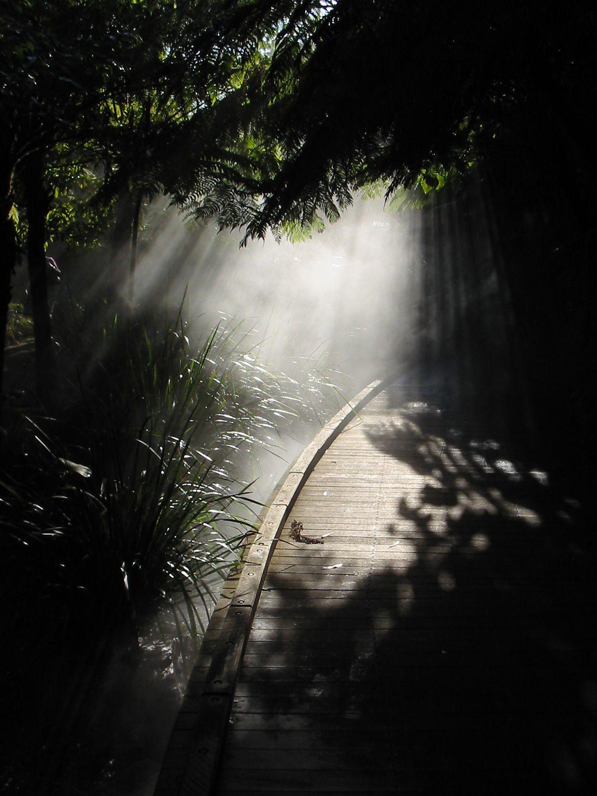 1200x1600 Rainy Wood, Shadow Nature Wallpaper The Light In Darkness