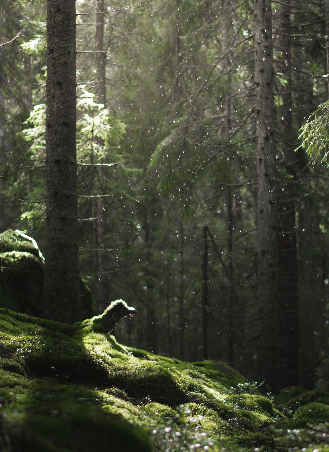 1280x1757 rain in the woods. Dark aesthetic, Aesthetic wallpaper, Forest fairy