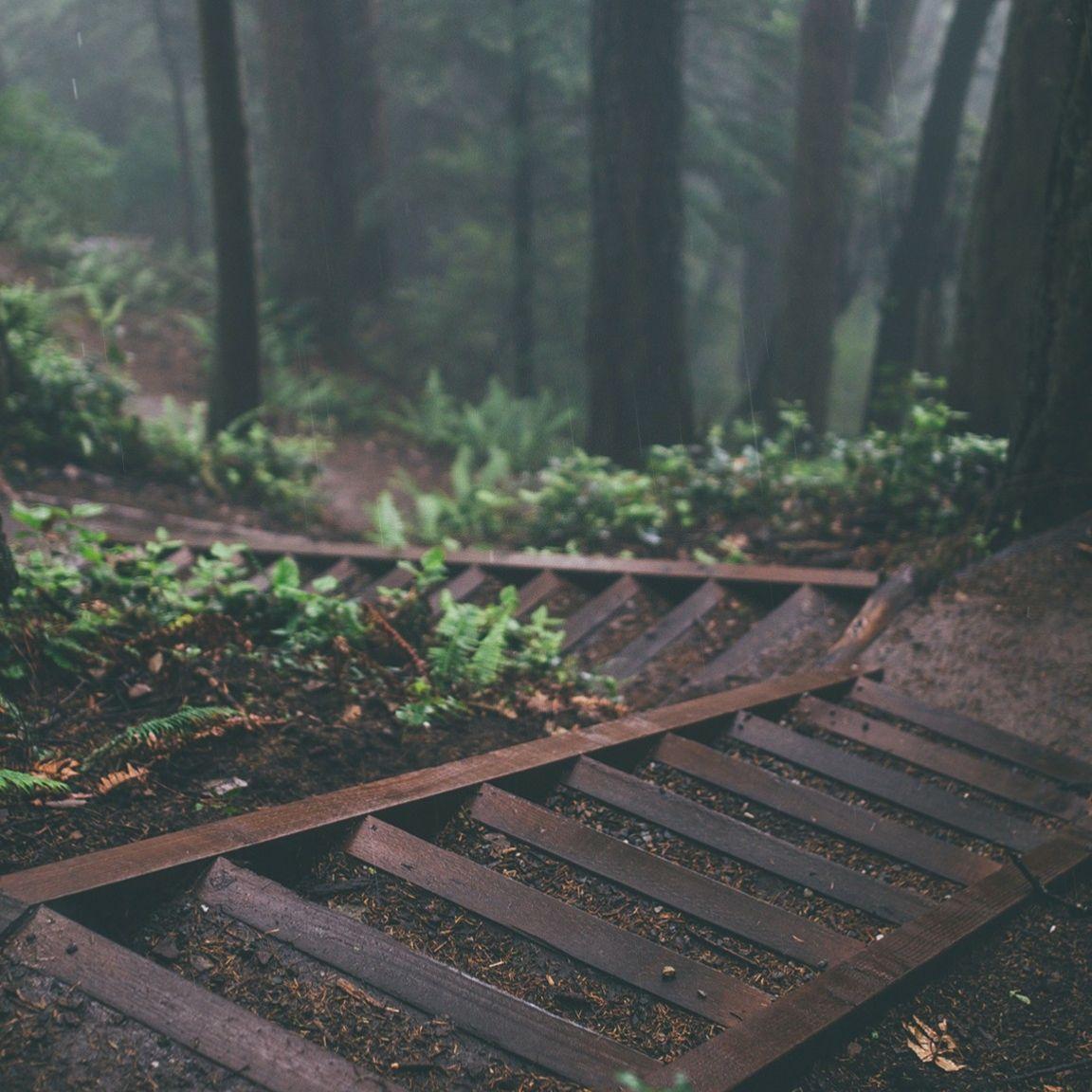1152x1152 Steam Workshop::Rainy Forest Path