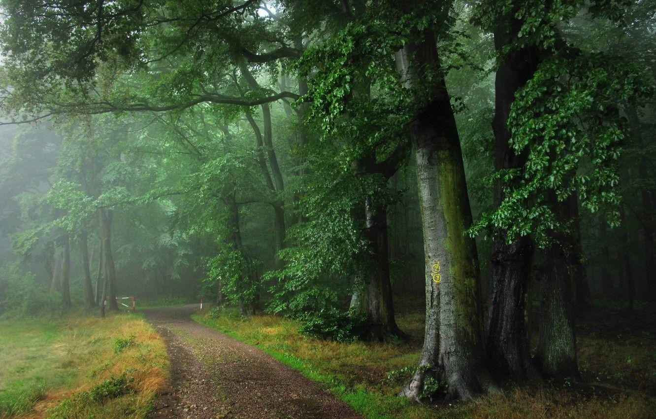1332x850 Wallpaper road, forest, summer, fog, rain, Germany, Odenwald image for desktop, section природа