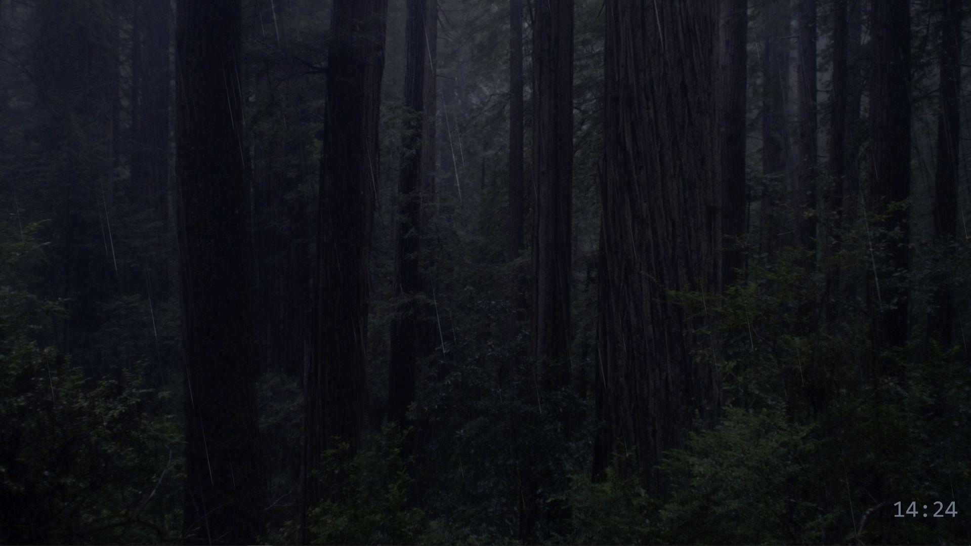 1919x1079 Rain in the night forest live wallpaper [DOWNLOAD FREE]