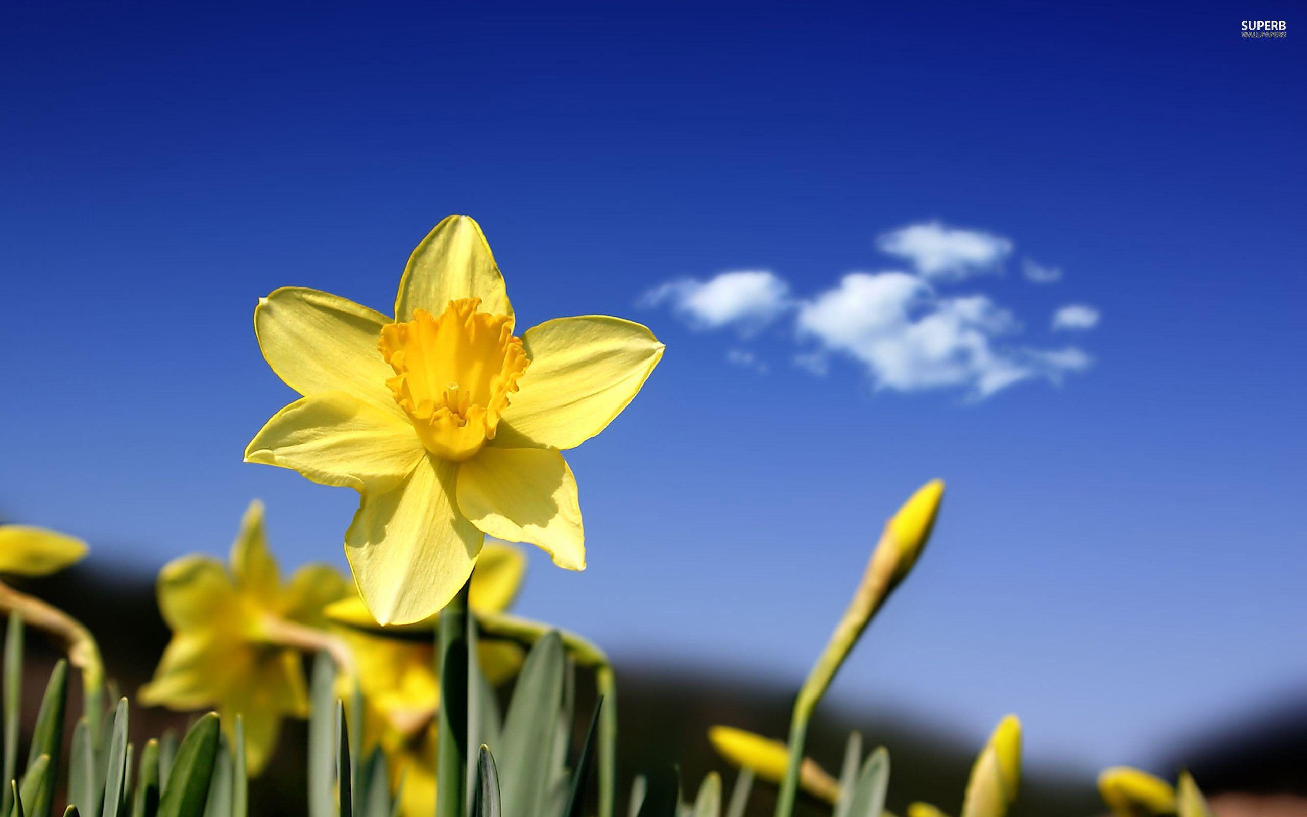 2560x1600 Daffodils Wallpaper