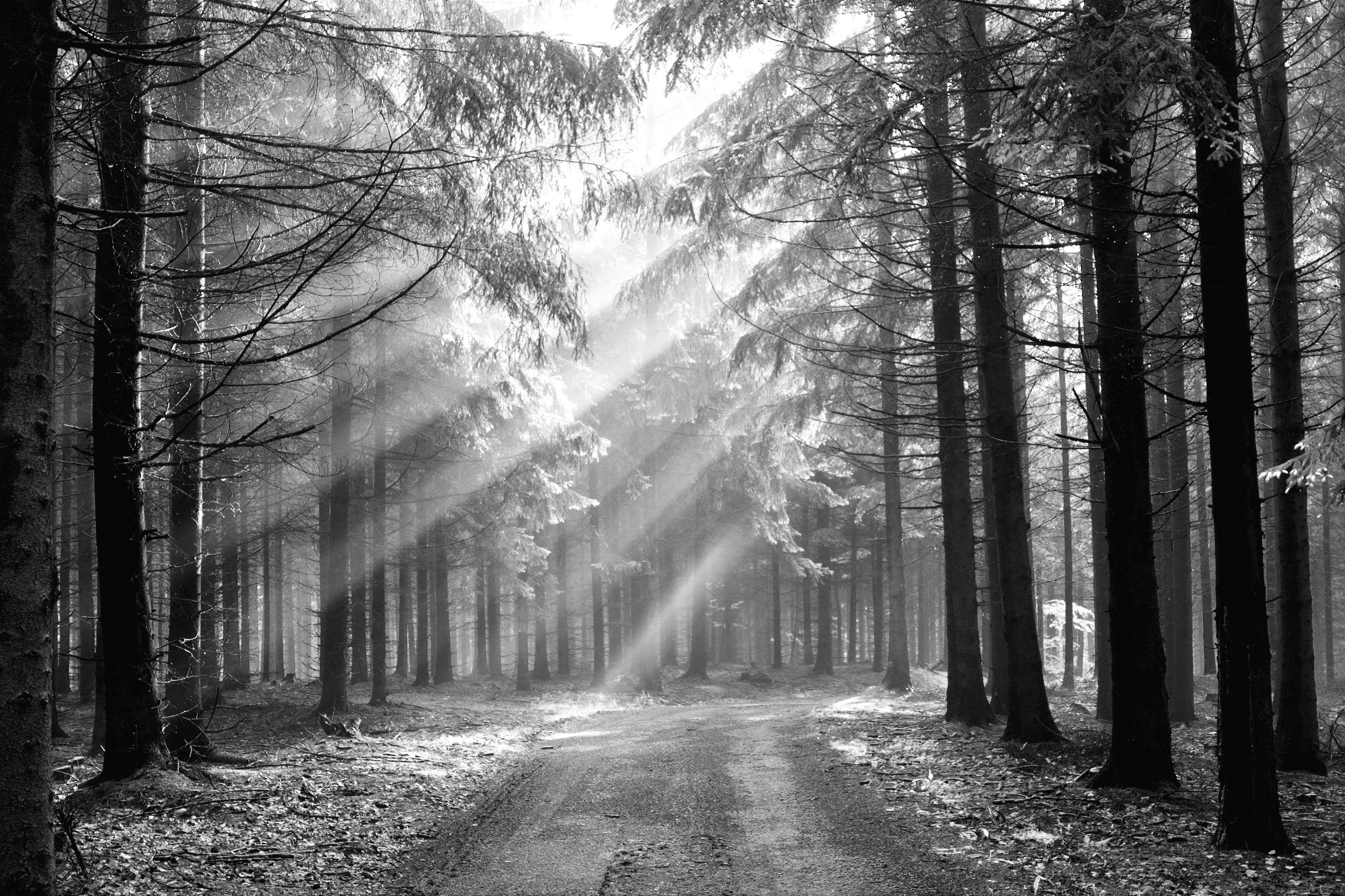 3474x2314 Dark Rain Woods Wallpaper .