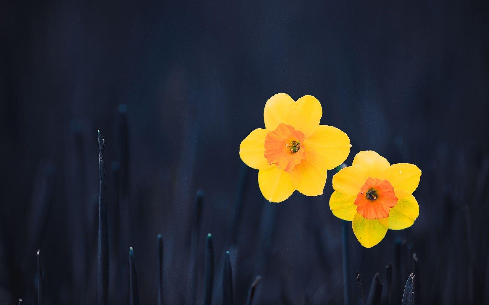 1920x1200 Daffodils Wallpaper